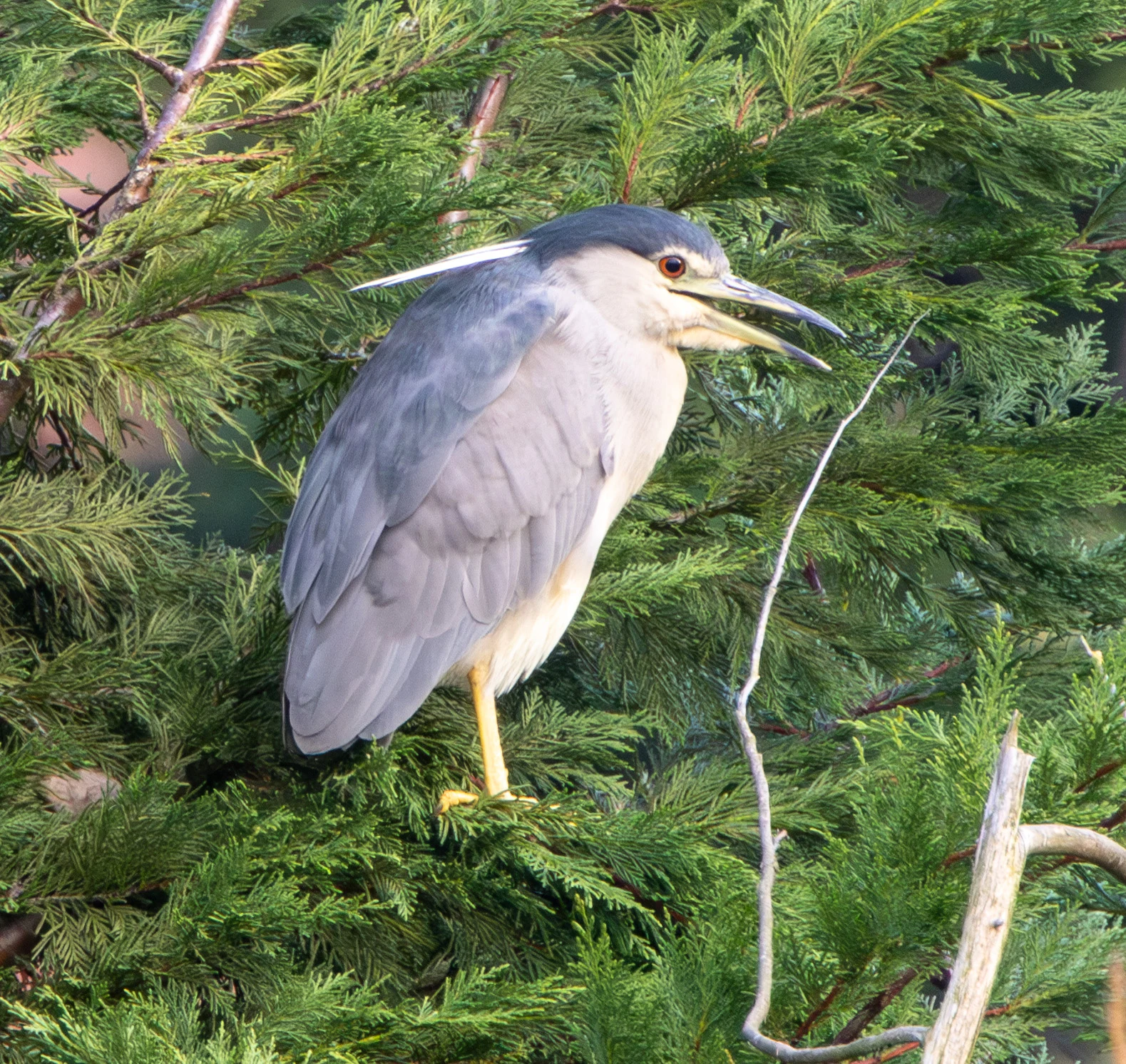 Black-crowned Night Heron, Zeeland, Netherlands — photo by Adam Prugel-Bennett