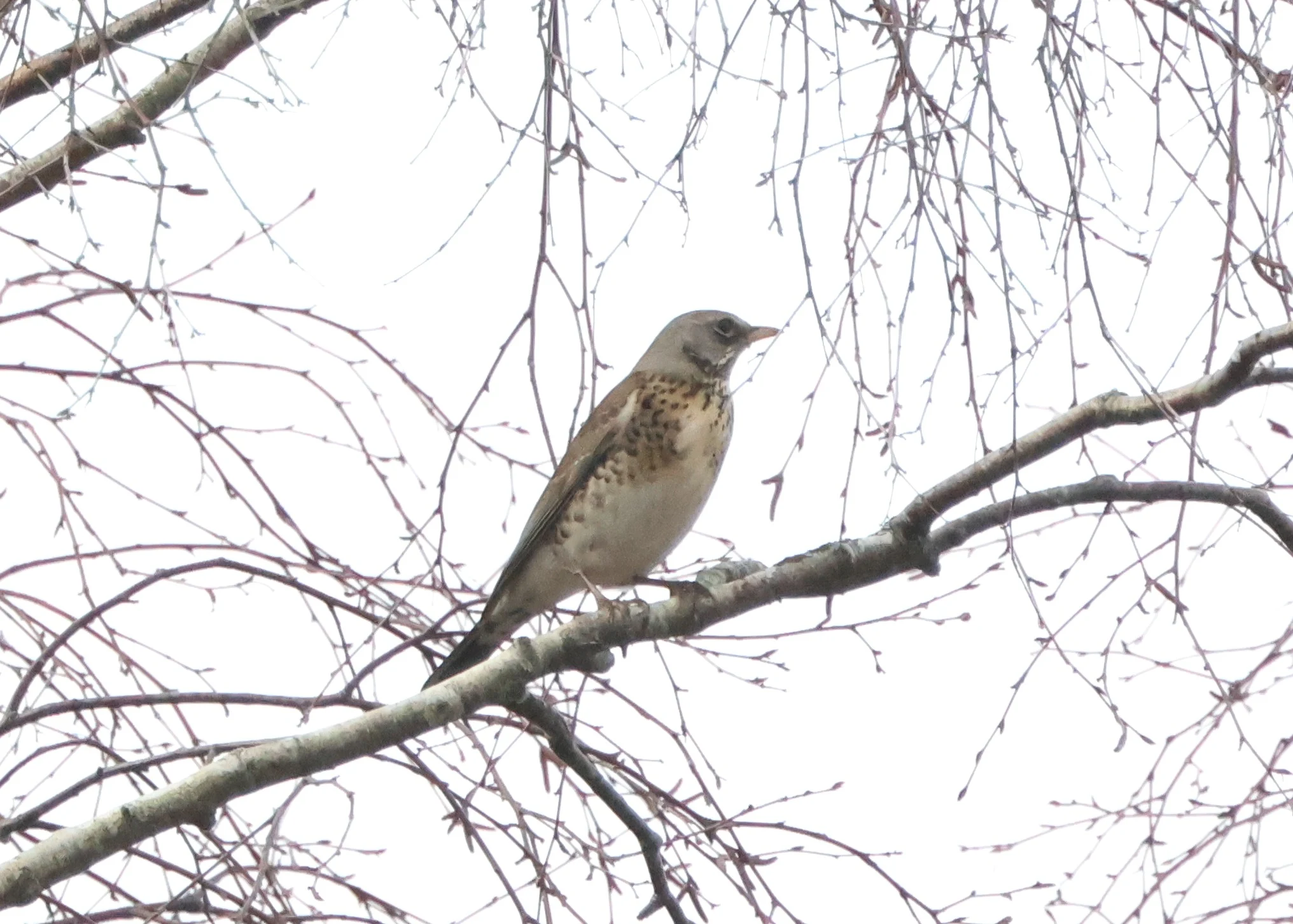 Mistle Thrush, Beaulieu Road Station, New Forest, UK — photo by Adam Prugel-Bennett