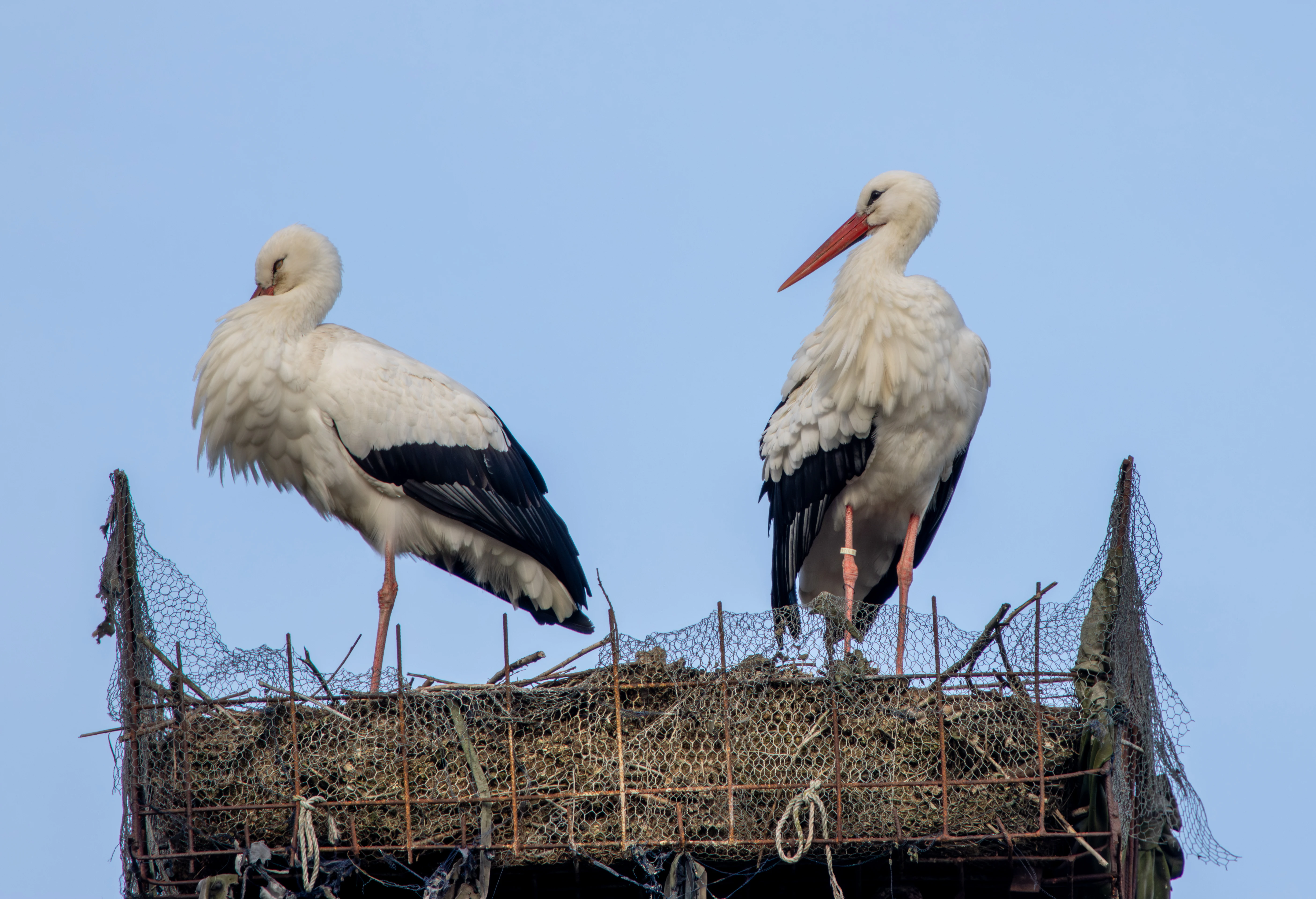 White Storks, Zeeland, Netherlands — photo by Adam Prugel-Bennett