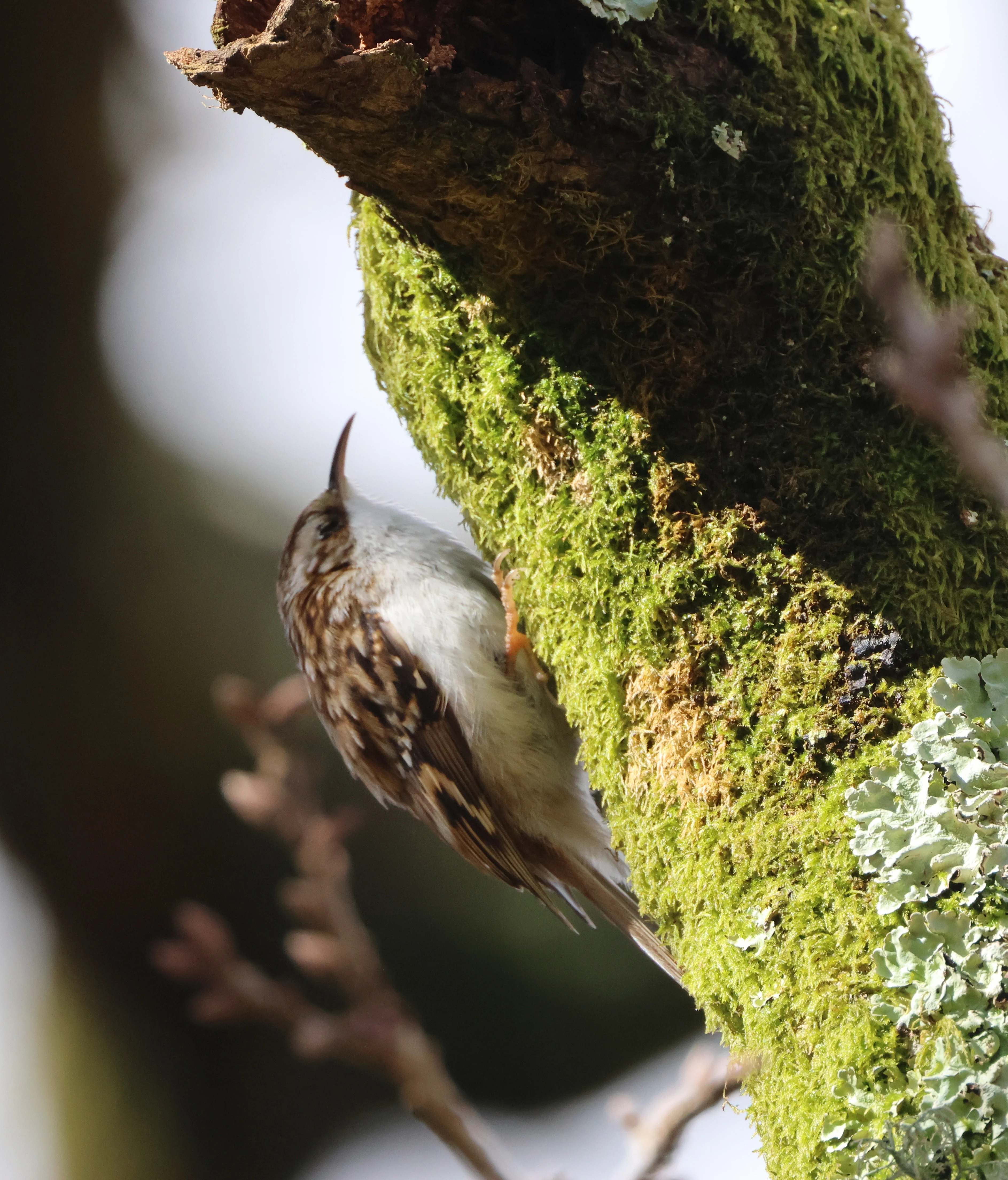 Eurasian treecreeper, Beaulieu Road Station, New Forest, UK — photo by Adam Prugel-Bennett