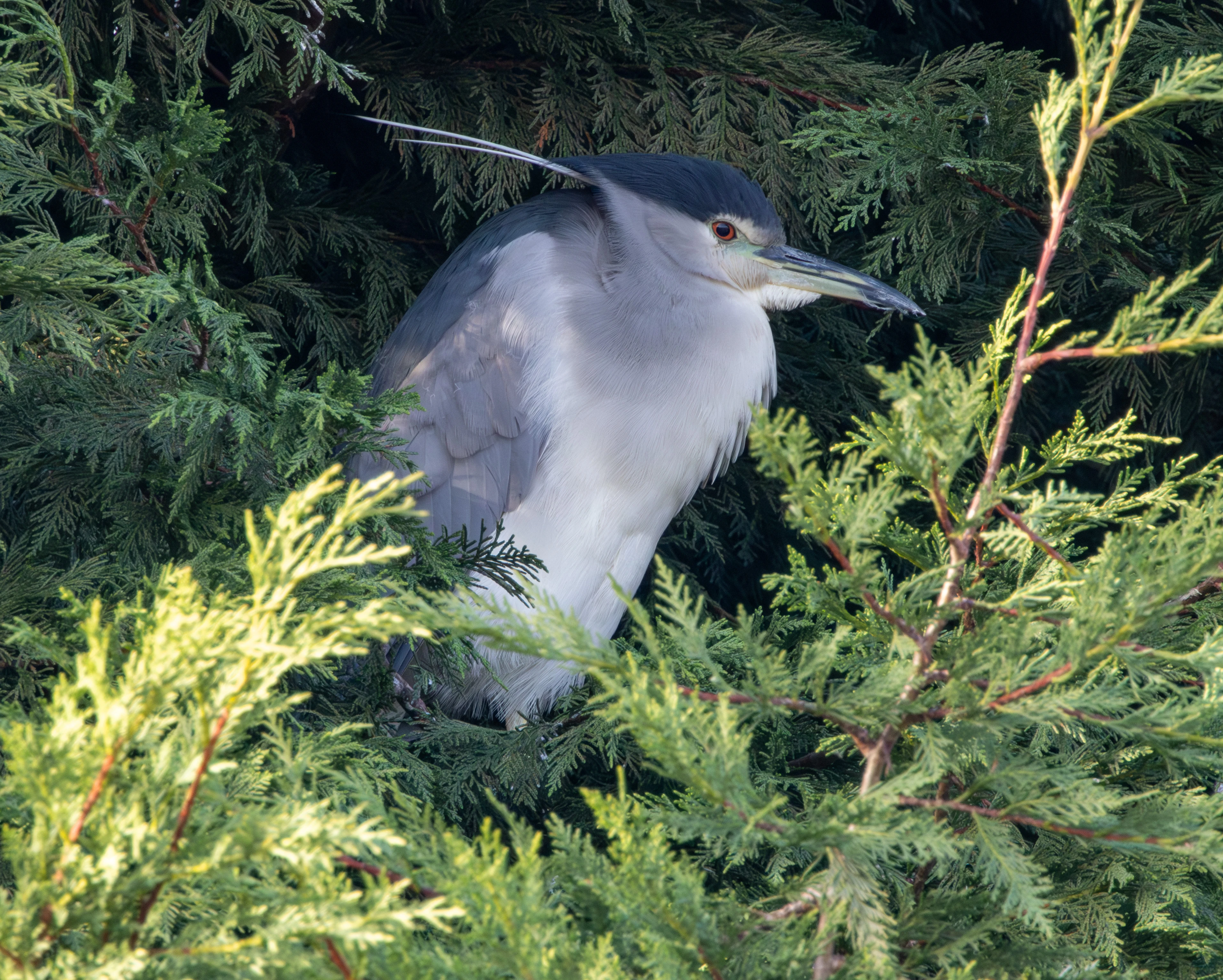 Black-crowned Night Heron, Zeeland, Netherlands — photo by Adam Prugel-Bennett