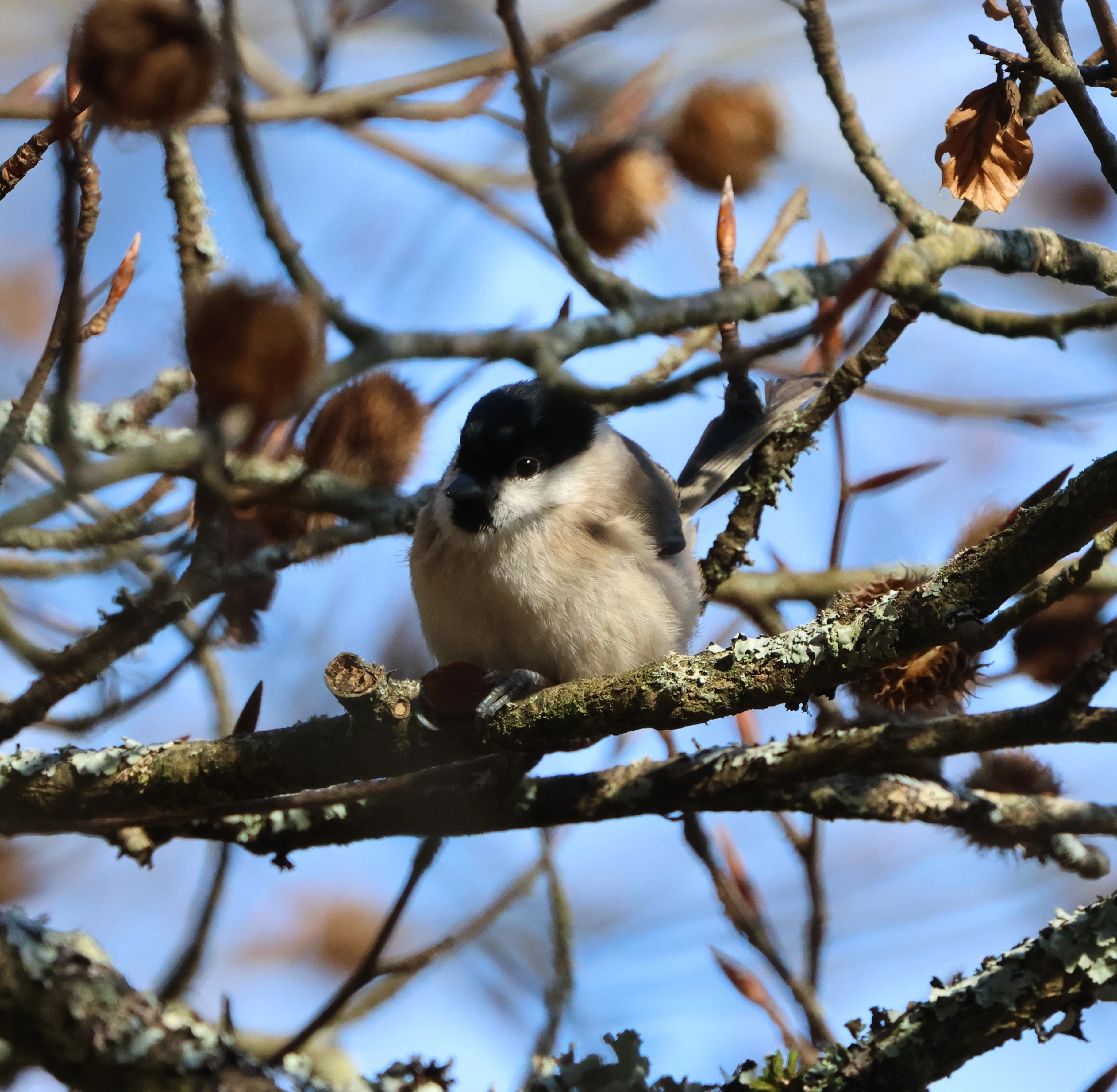 Marsh tit, Beaulieu Road Station, New Forest, UK — photo by Adam Prugel-Bennett
