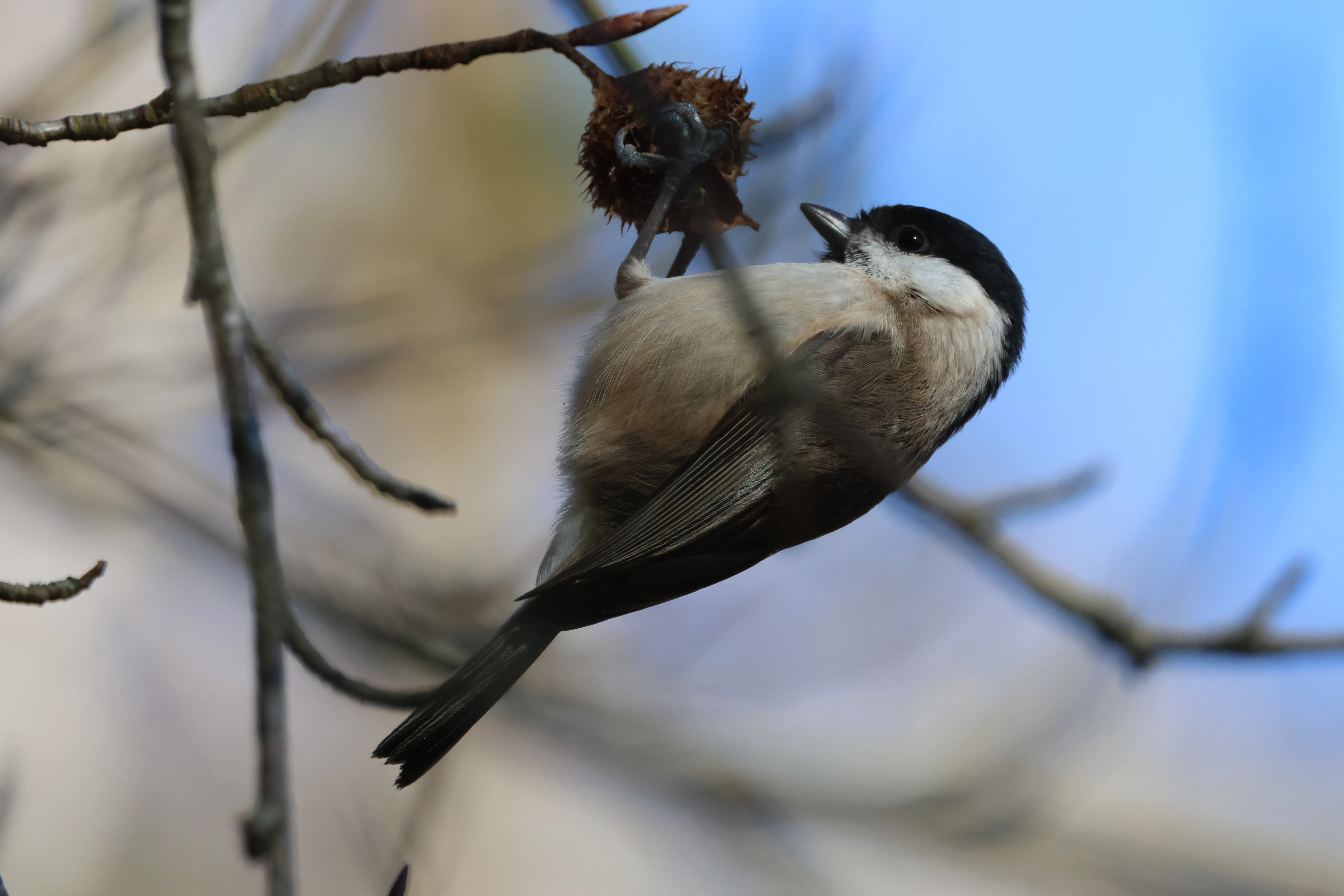 Marsh tit, Beaulieu Road Station, New Forest, UK — photo by Adam Prugel-Bennett