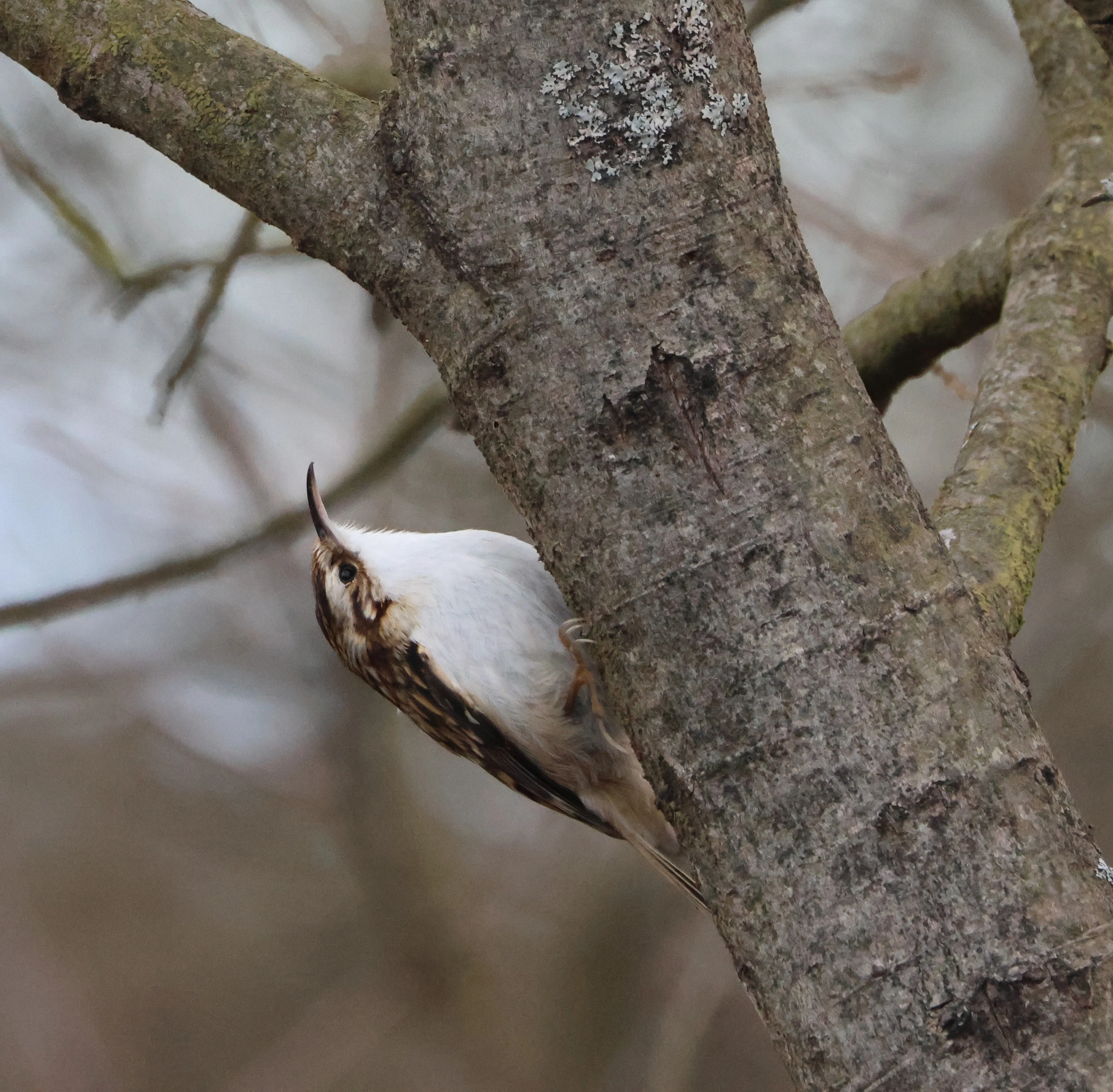 Eurasian treecreeper, Beaulieu Road Station, New Forest, UK — photo by Adam Prugel-Bennett