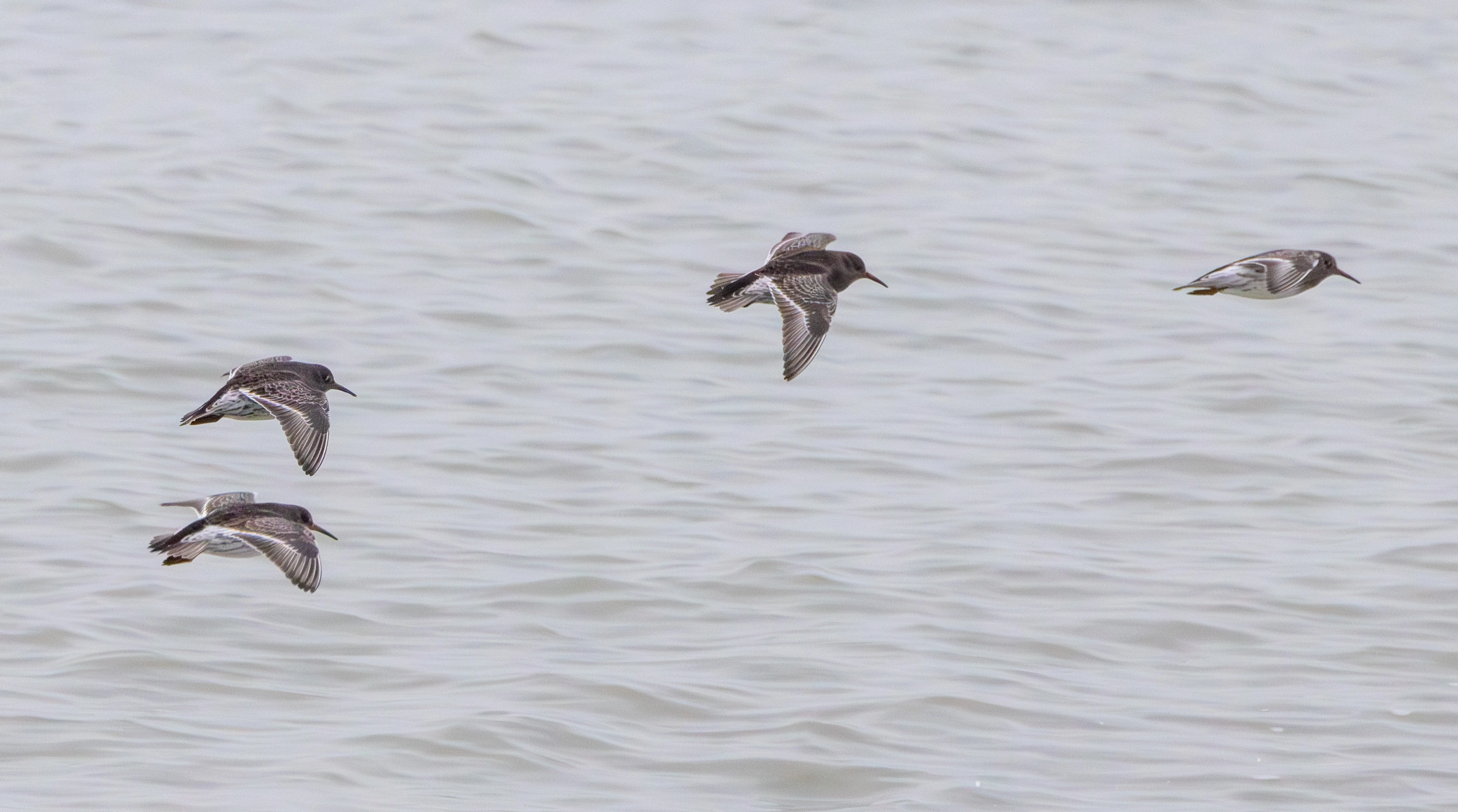 Purple Sandpipers, Zeeland, Netherlands — photo by Adam Prugel-Bennett