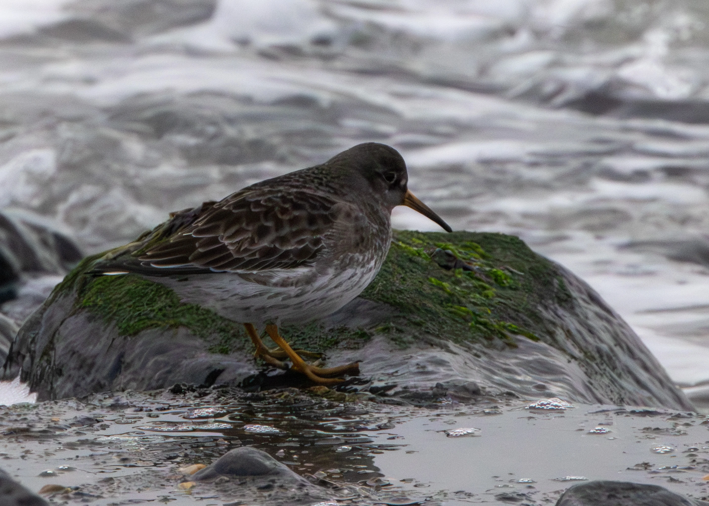 Purple Sandpiper, Zeeland, Netherlands — photo by Adam Prugel-Bennett