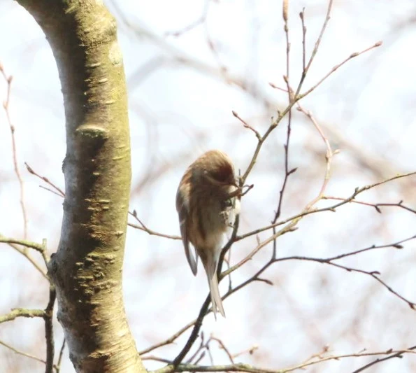 Redpoll, Beaulieu Road Station, New Forest, UK — photo by Adam Prugel-Bennett