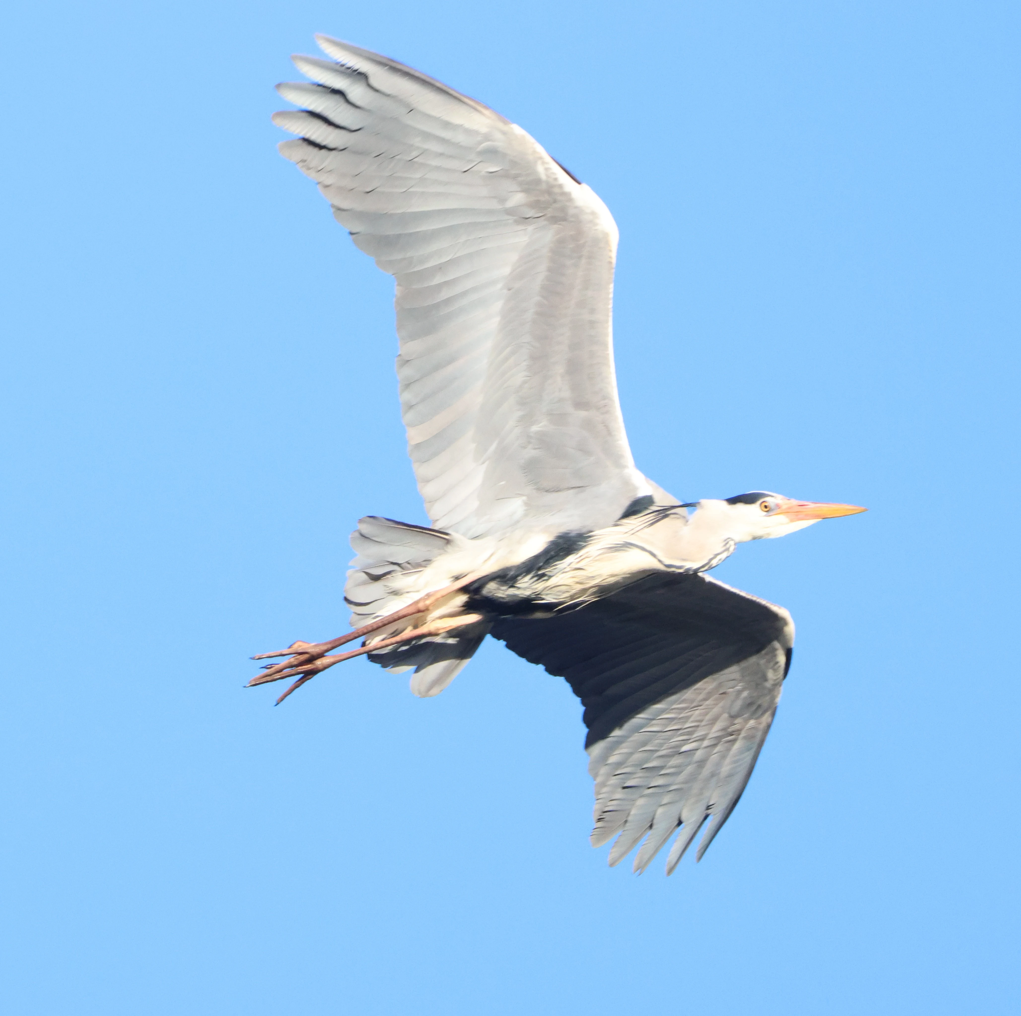 Gray heron, Beaulieu Road Station, New Forest, UK — photo by Adam Prugel-Bennett