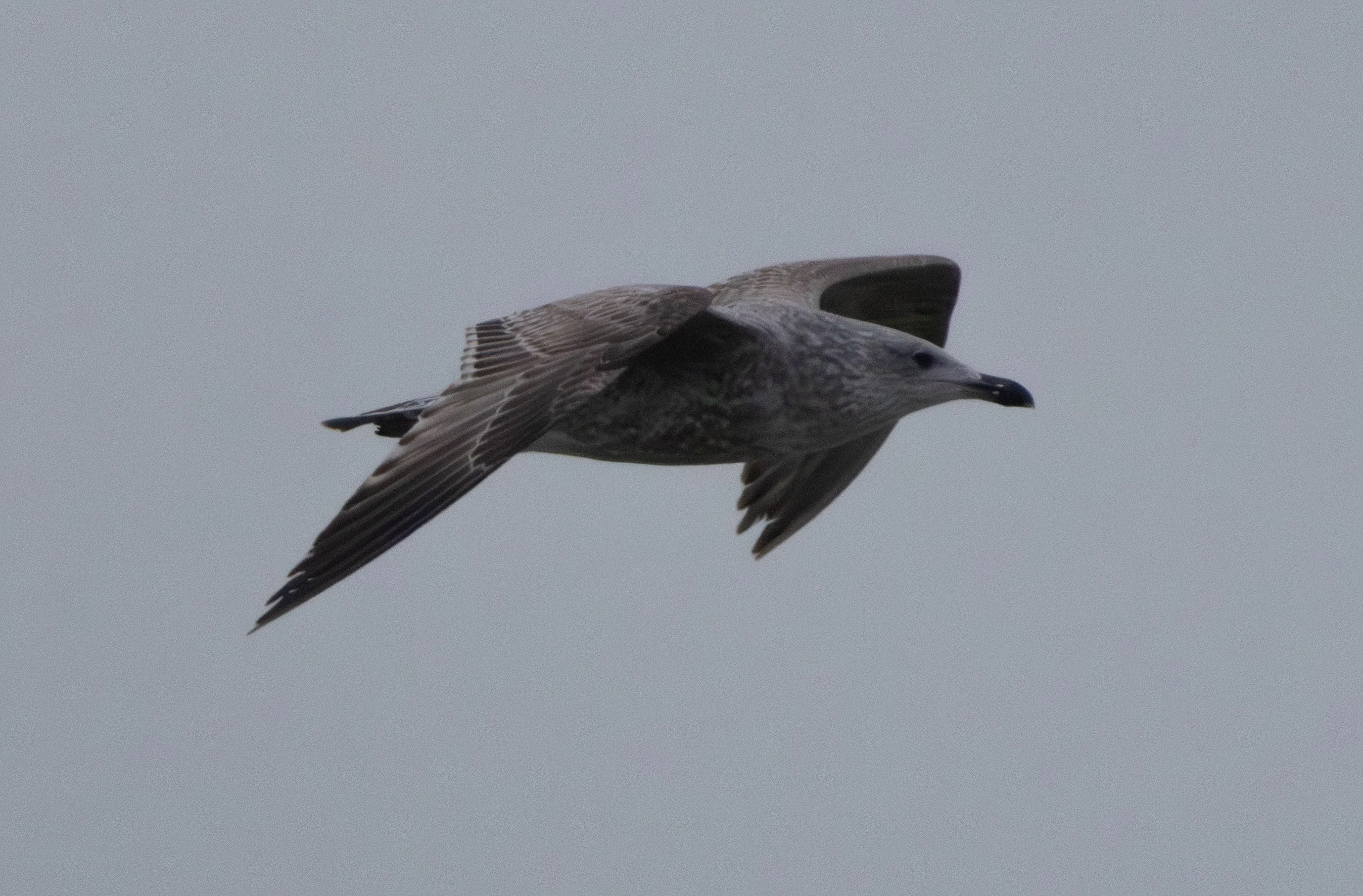 Juvenile Gull, Zeeland, Netherlands — photo by Adam Prugel-Bennett