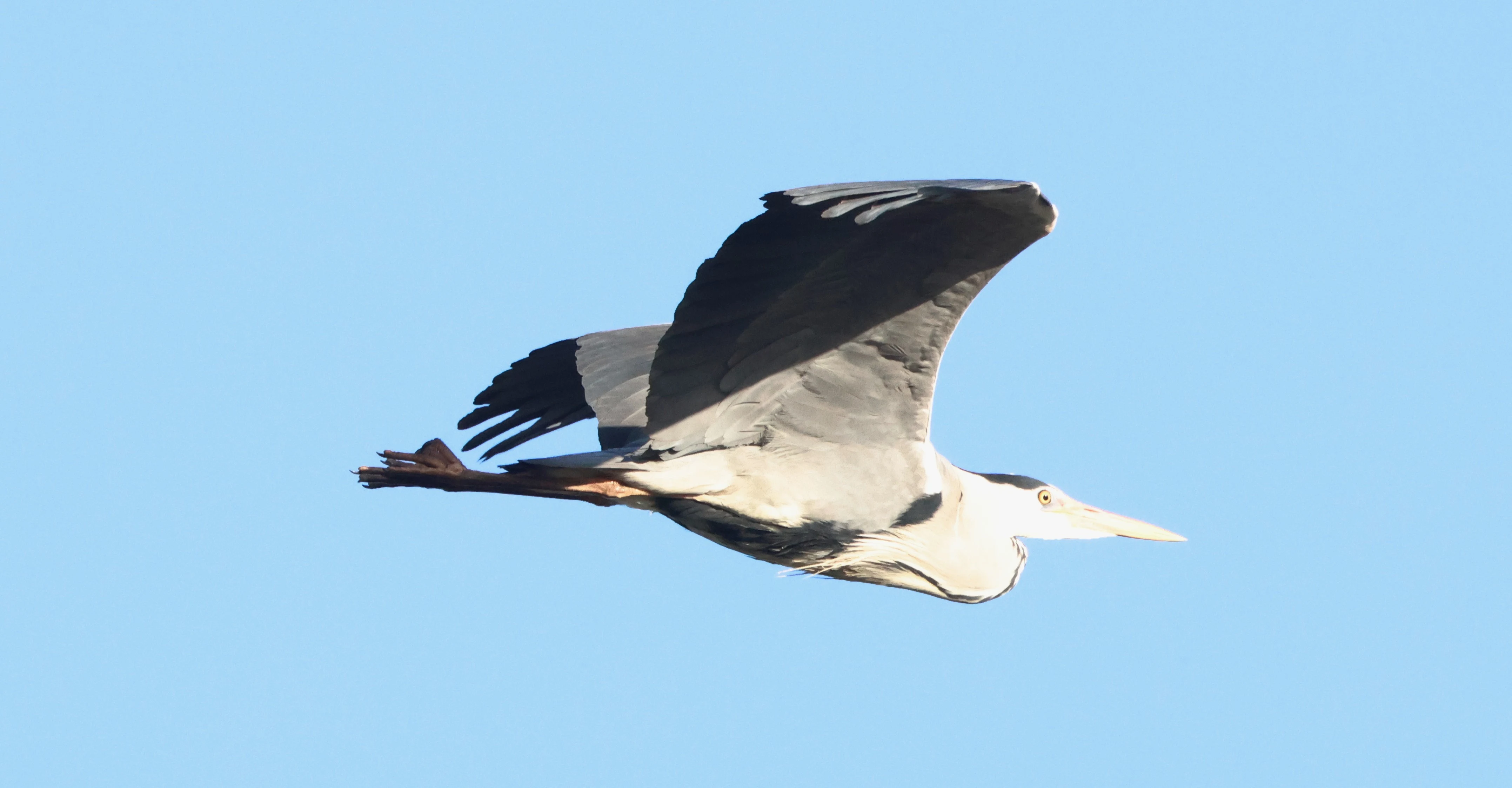 Gray heron, Beaulieu Road Station, New Forest, UK — photo by Adam Prugel-Bennett
