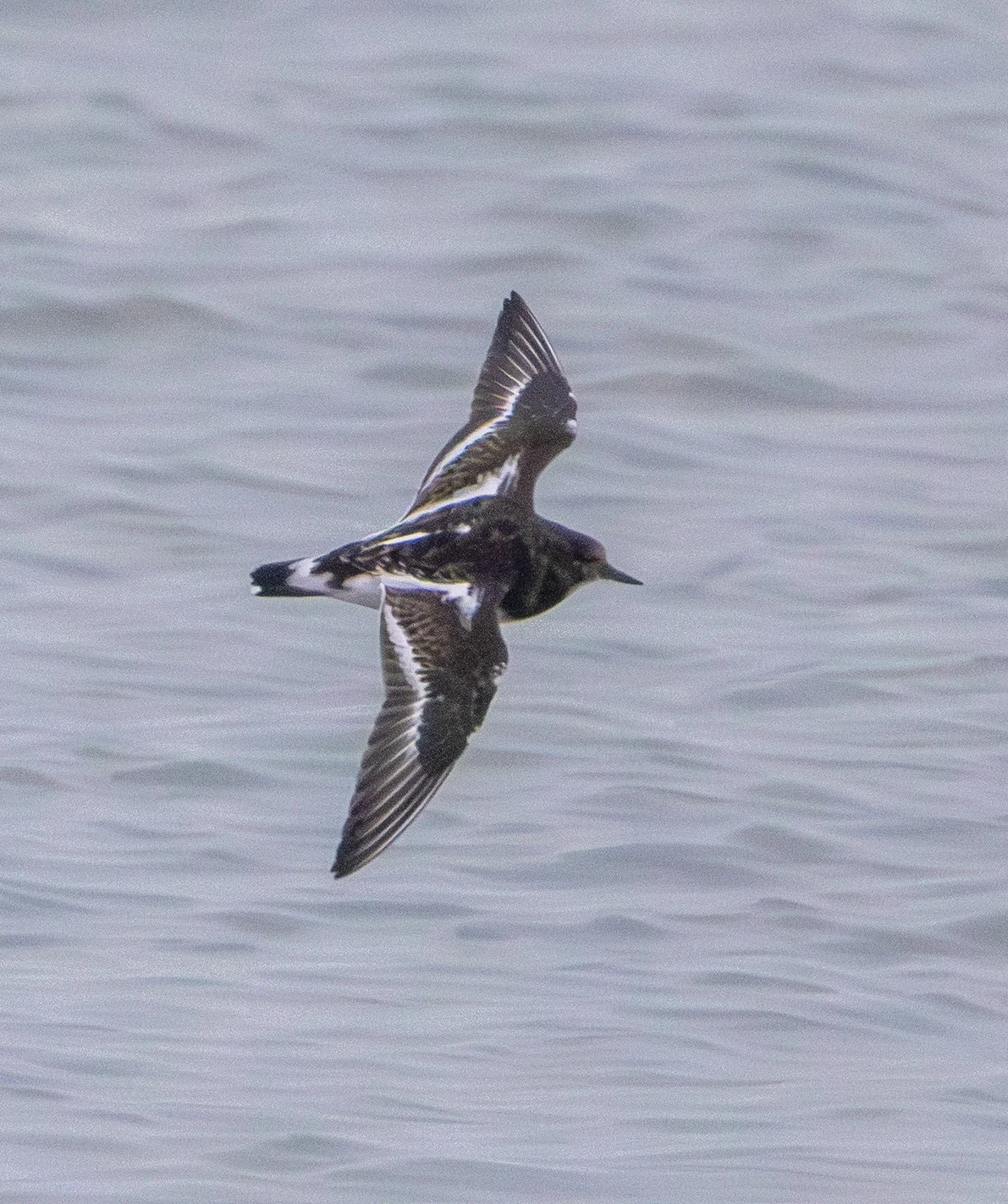 Ruddy Turnstone, Zeeland, Netherlands — photo by Adam Prugel-Bennett