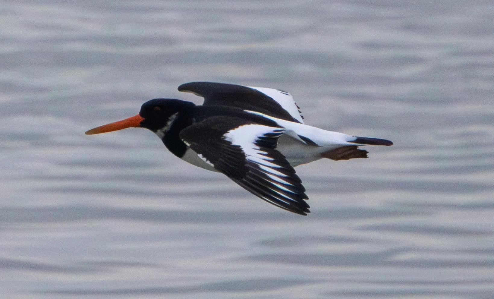 Eurasian Oystercatcher, Zeeland, Netherlands — photo by Adam Prugel-Bennett