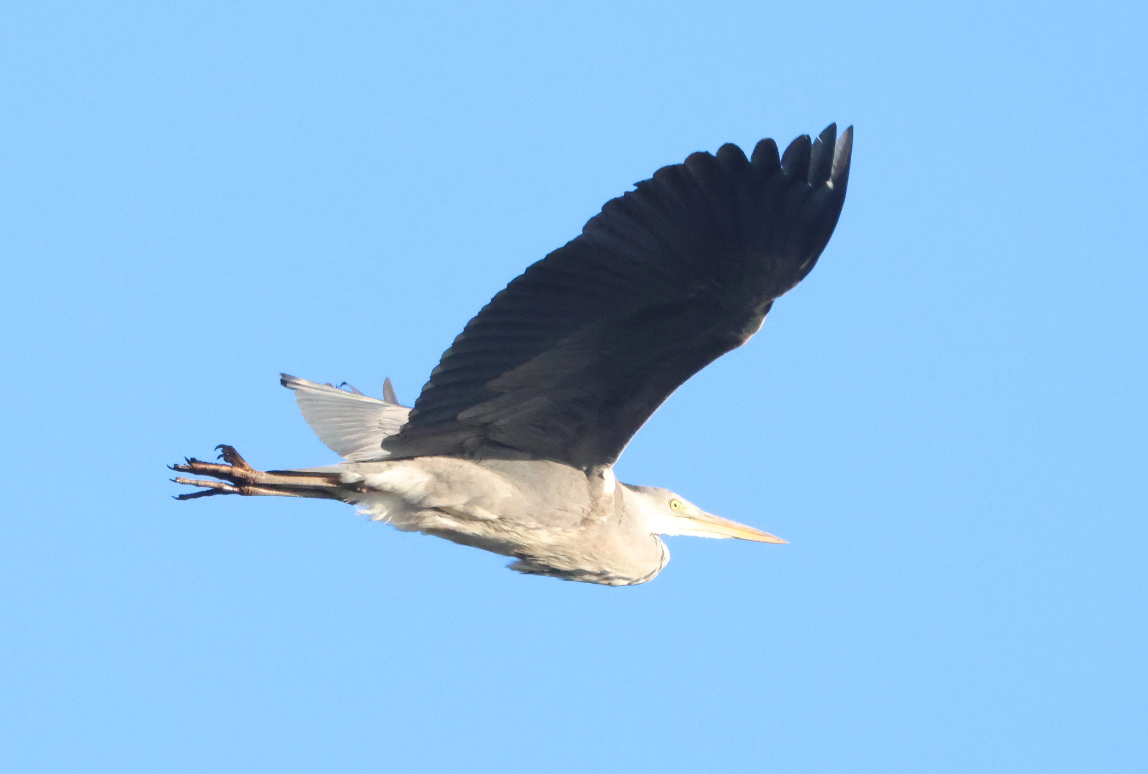 Gray heron, Beaulieu Road Station, New Forest, UK — photo by Adam Prugel-Bennett