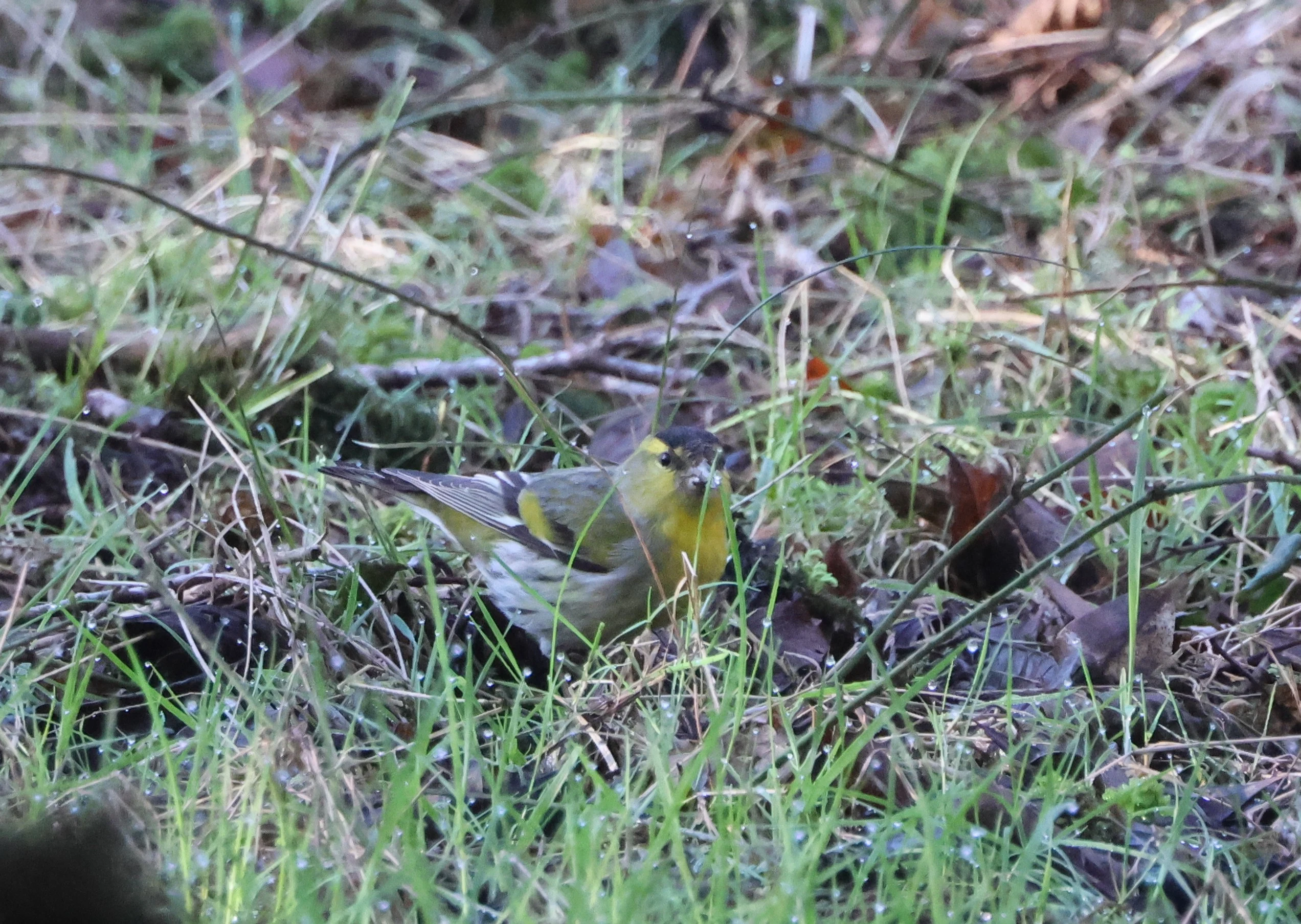 Siskin, Beaulieu Road Station, New Forest, UK — photo by Adam Prugel-Bennett