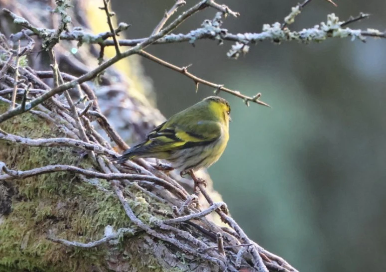 Siskin, Beaulieu Road Station, New Forest, UK — photo by Adam Prugel-Bennett