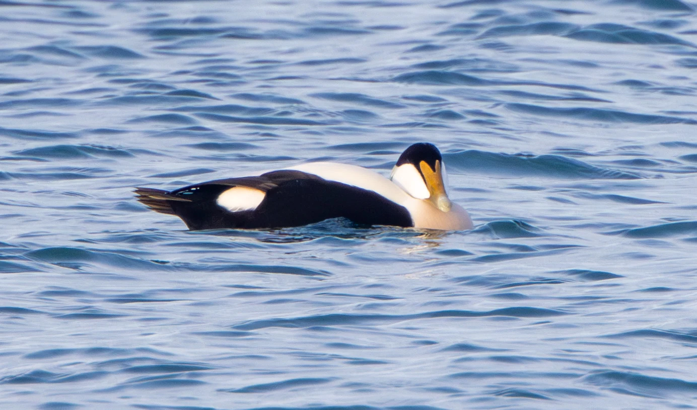 Common Eider, Flavoland, Netherlands — photo by Adam Prugel-Bennett