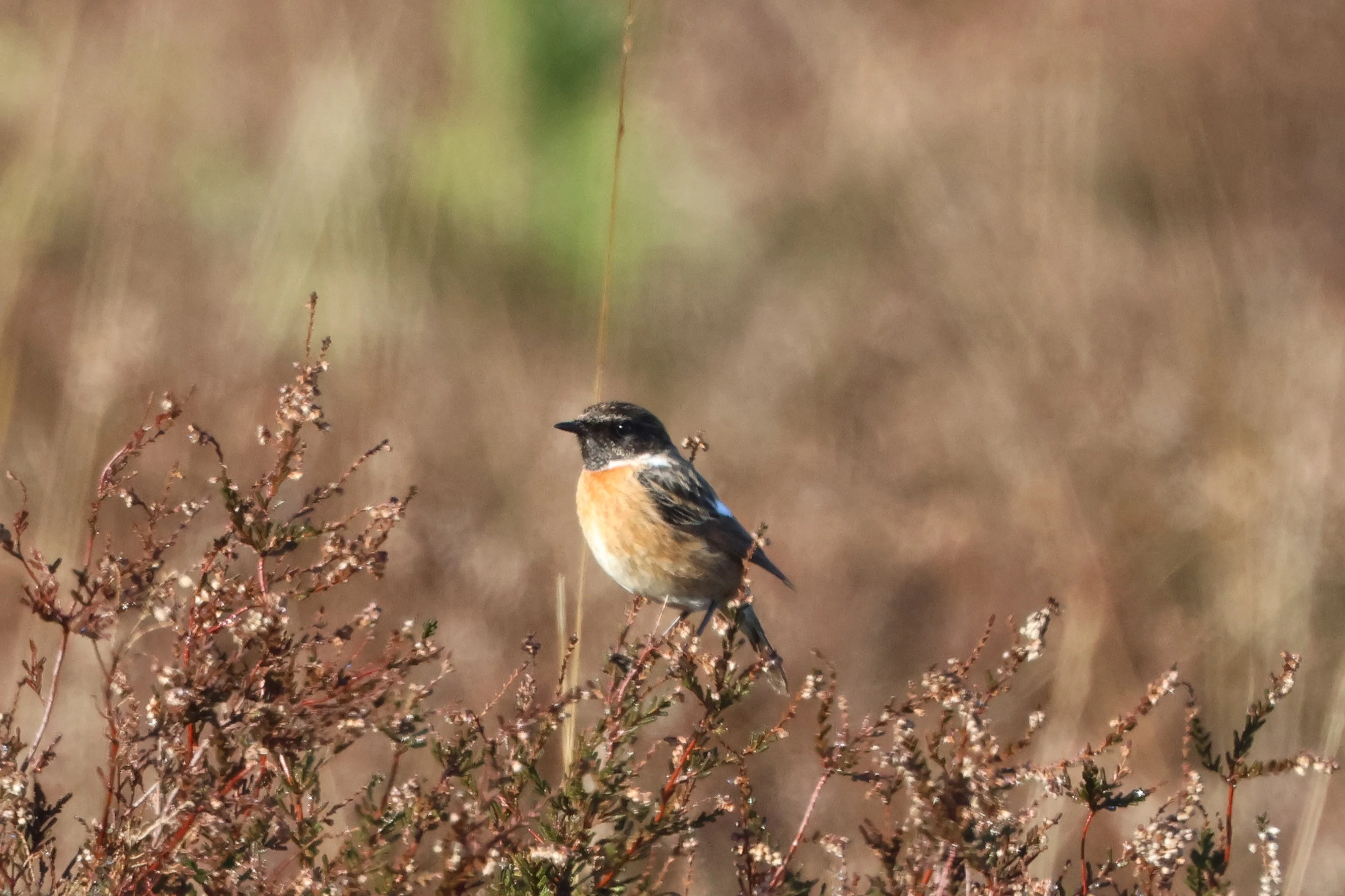 Stonechat, Beaulieu Road Station, New Forest, UK — photo by Adam Prugel-Bennett
