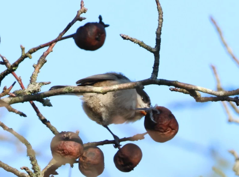 Marsh tit, Beaulieu Road Station, New Forest, UK — photo by Adam Prugel-Bennett