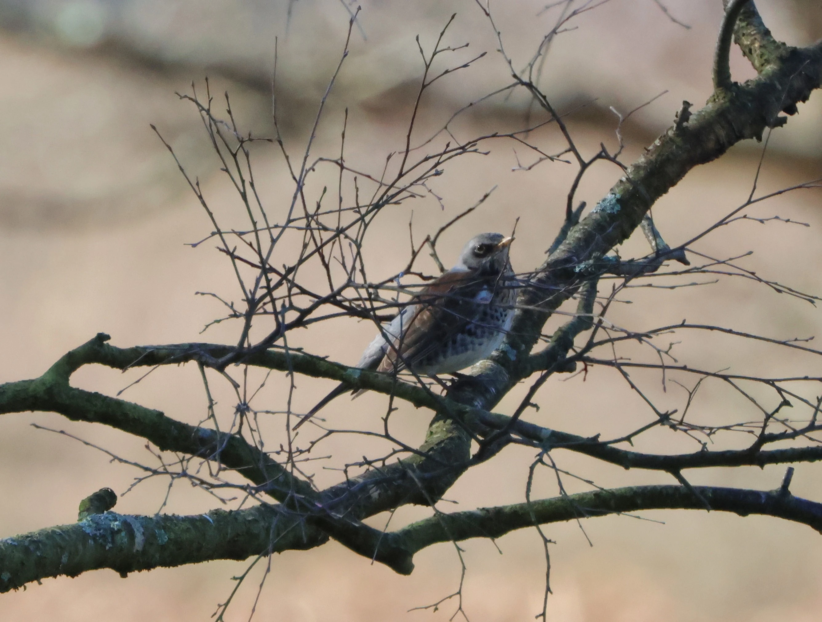 Fieldfare, Beaulieu Road Station, New Forest, UK — photo by Adam Prugel-Bennett