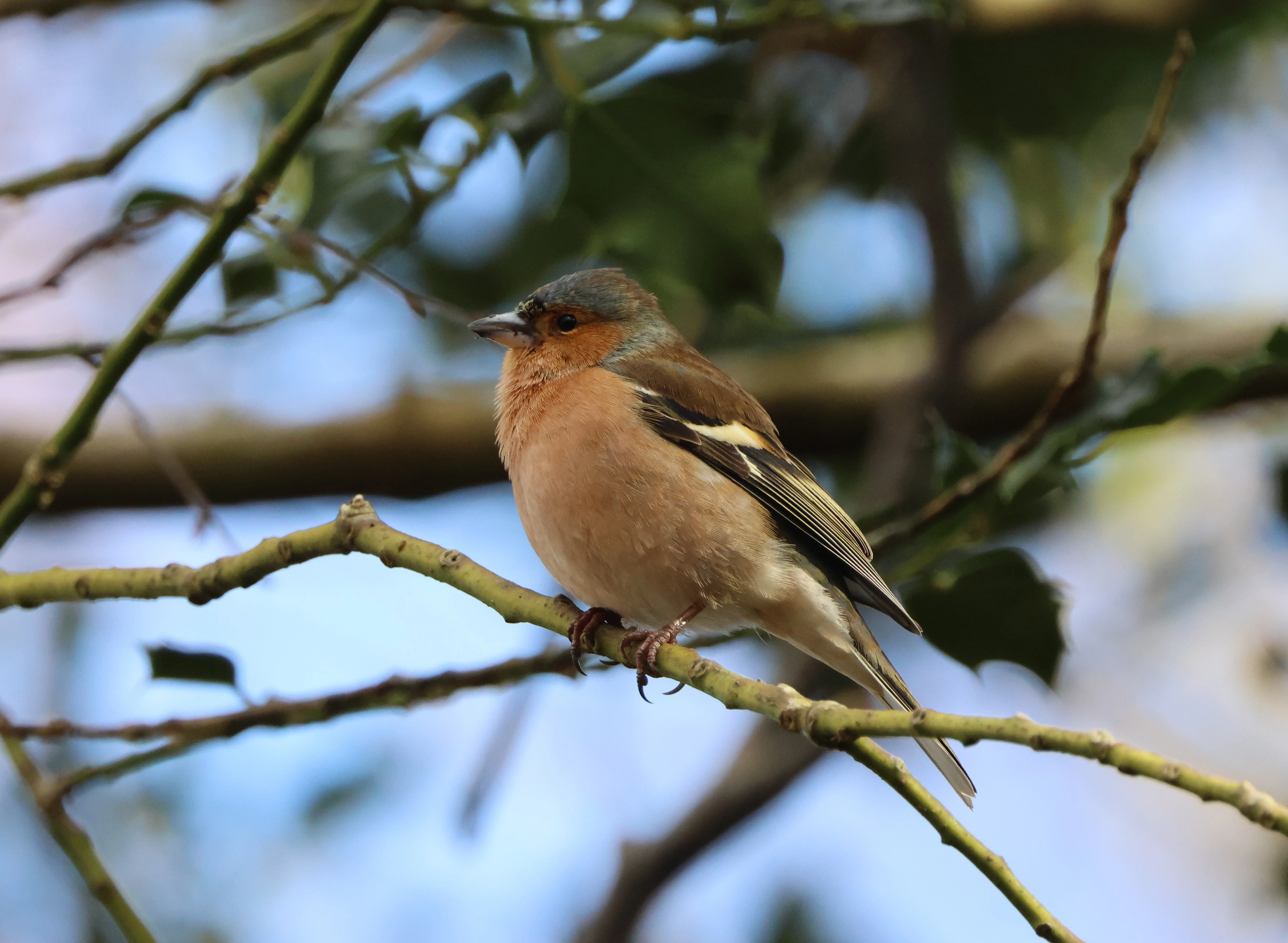 Chaffinch, Beaulieu Road Station, New Forest, UK — photo by Adam Prugel-Bennett