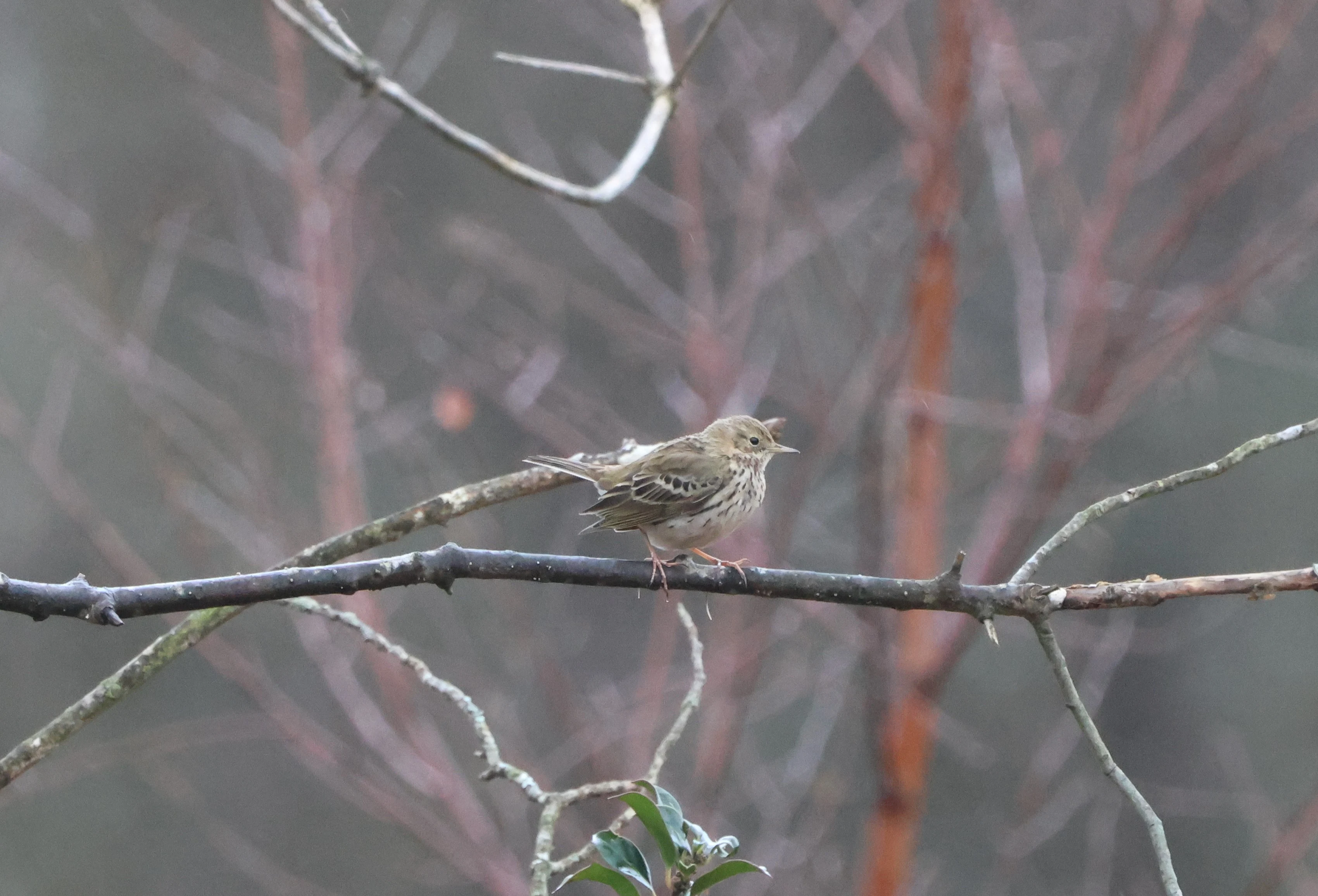Meadow Pipit, Beaulieu Road Station, New Forest, UK — photo by Adam Prugel-Bennett