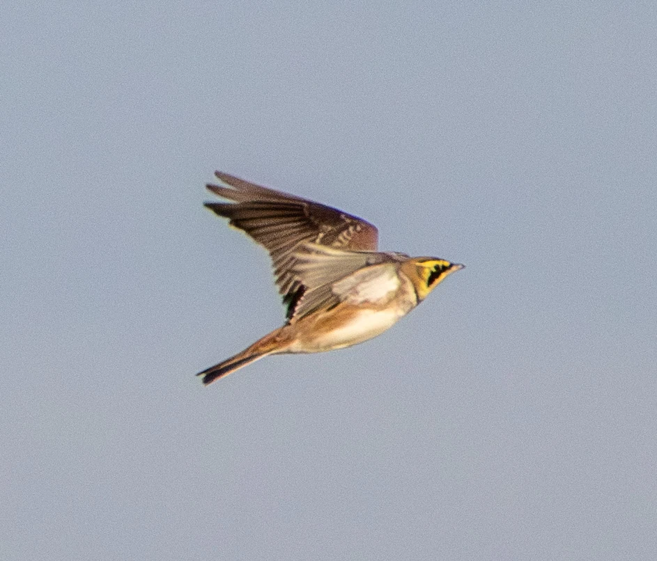 Horned Lark, Flavoland, Netherlands — photo by Adam Prugel-Bennett