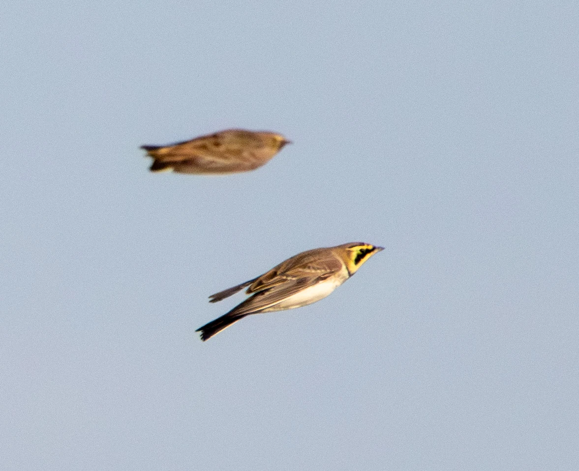 Horned Lark in flight, Flavoland, Netherlands — photo by Adam Prugel-Bennett