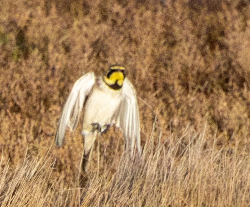 Horned Lark, Flavoland, Netherlands — photo by Adam Prugel-Bennett