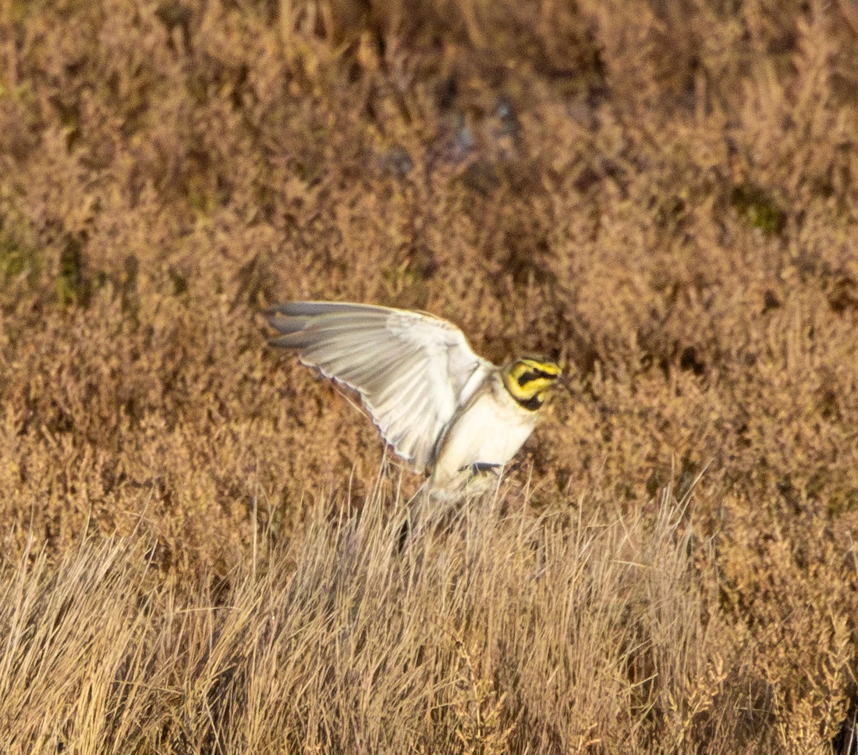 Horned Lark, Flavoland, Netherlands — photo by Adam Prugel-Bennett