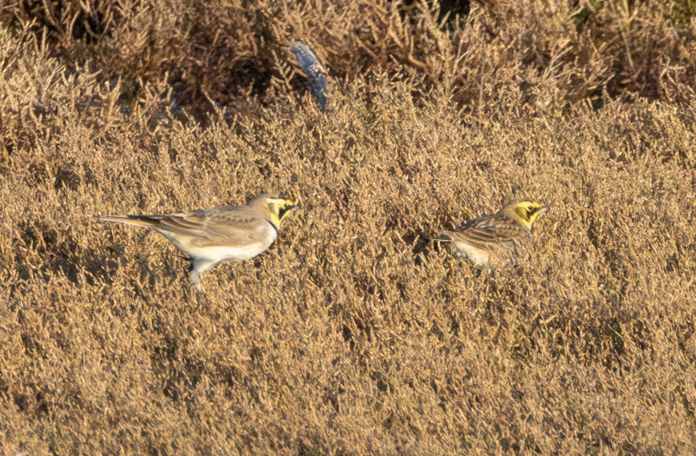 Horned Lark, Flavoland, Netherlands — photo by Adam Prugel-Bennett