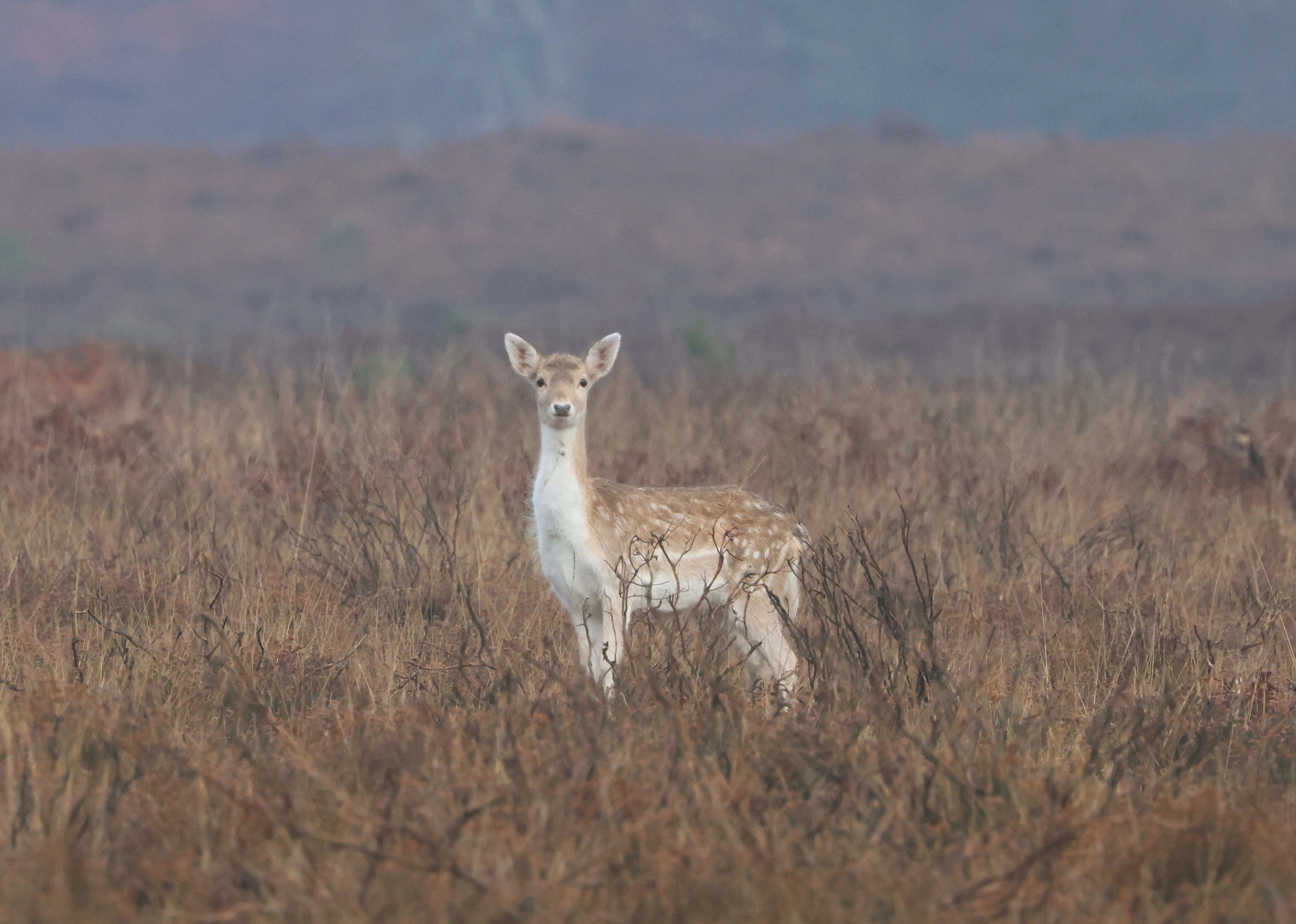 Fallow Deer, Bolder, Lyndhurst, New Forest, UK — photo by Adam Prugel-Bennett