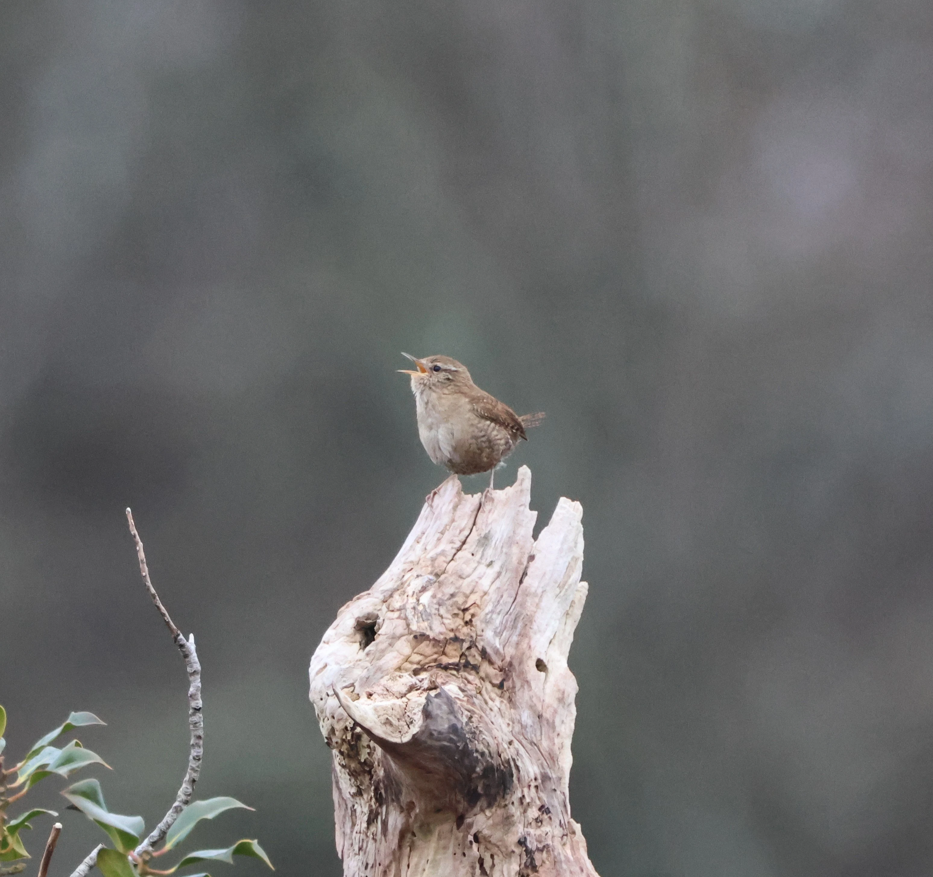 Wren, Bolder, Lyndhurst, New Forest, UK — photo by Adam Prugel-Bennett