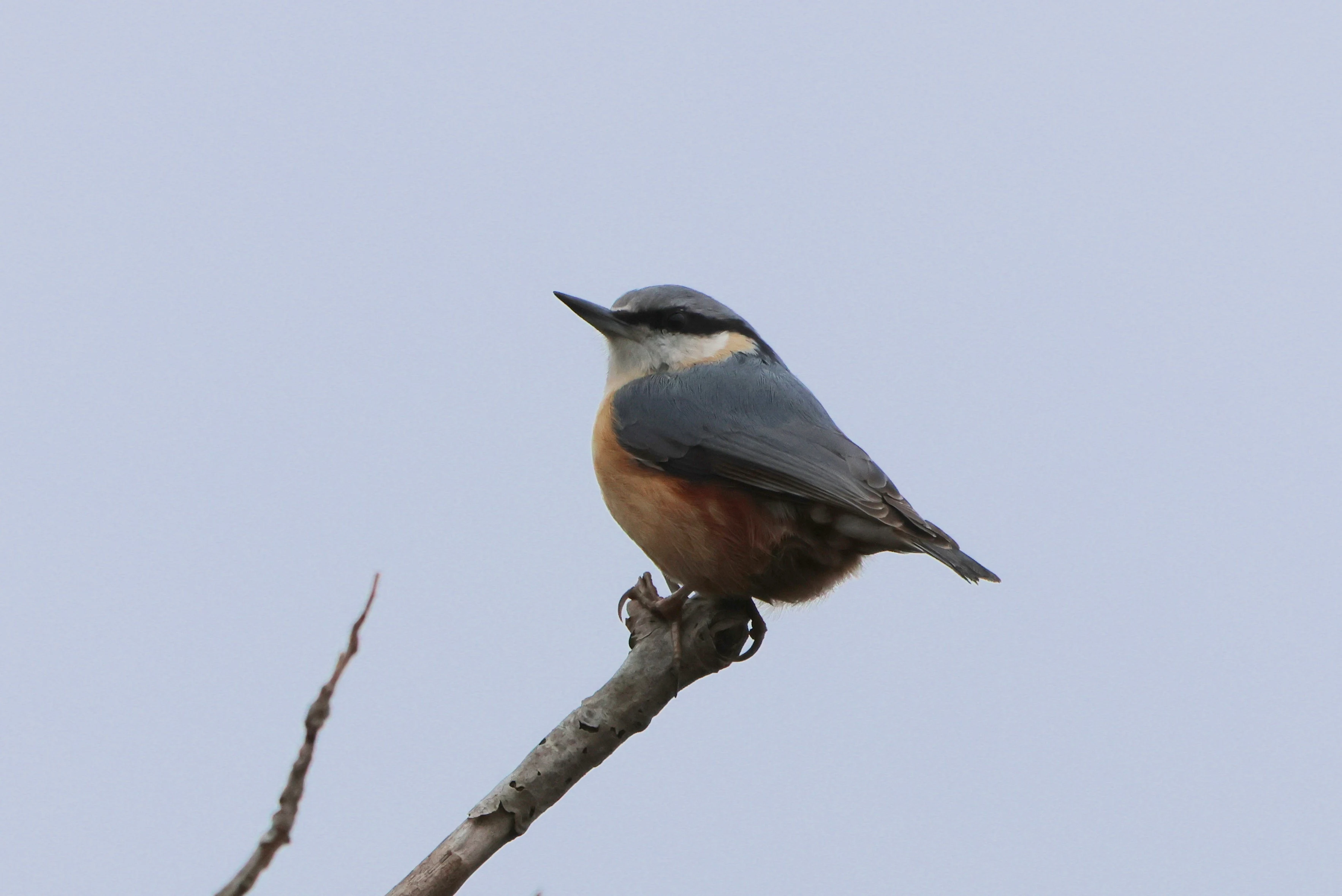 Nuthatch, Bolder, Lyndhurst, New Forest, UK — photo by Adam Prugel-Bennett
