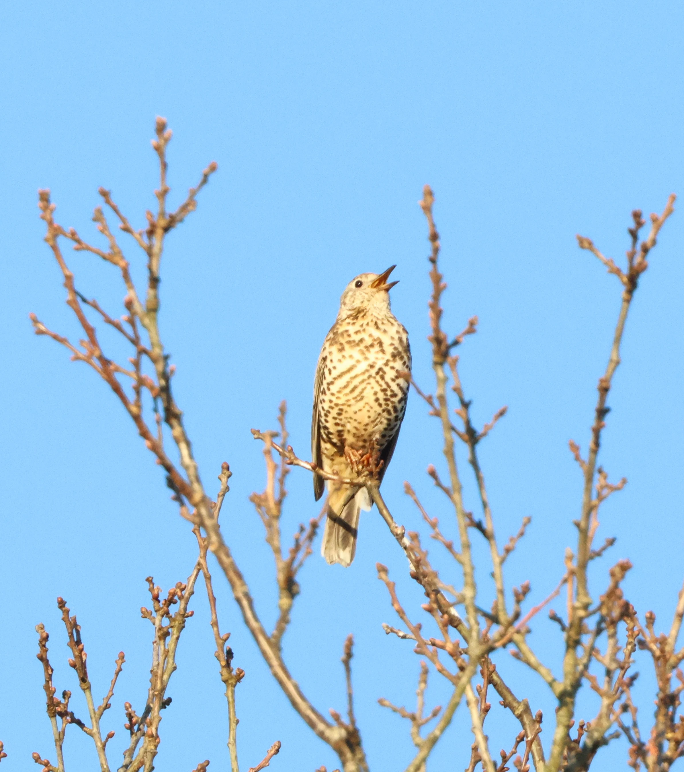 Mistle Thrush, Beaulieu Road Station, New Forest, UK — photo by Adam Prugel-Bennett