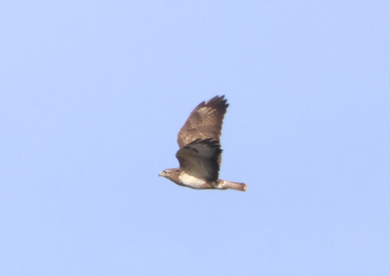 Common Buzzard, Beaulieu Road Station, New Forest, UK — photo by Adam Prugel-Bennett
