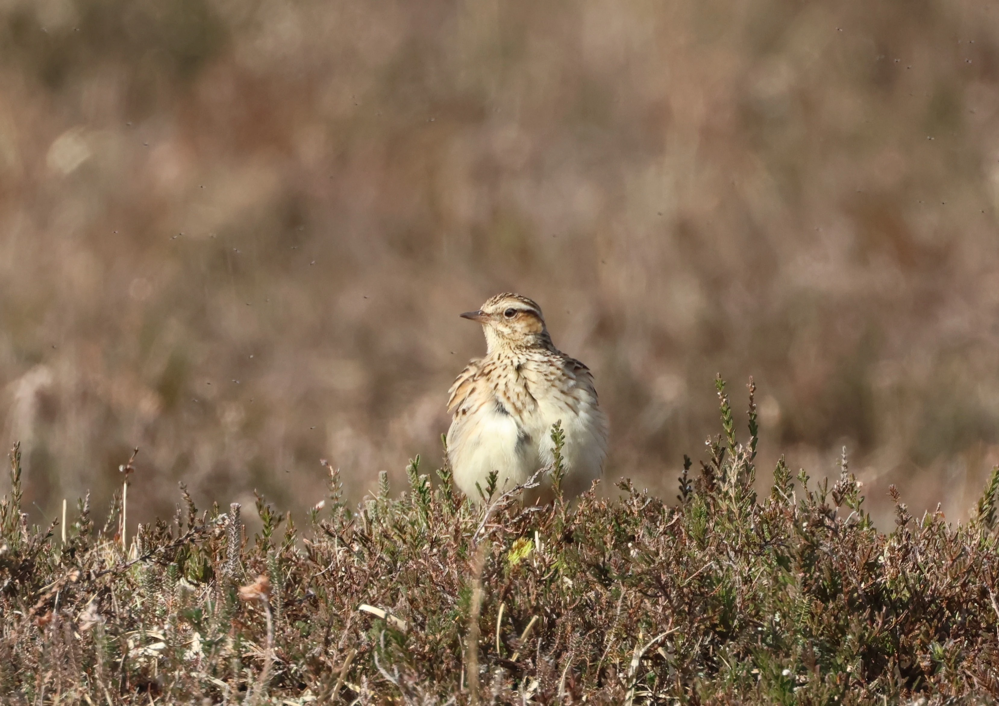 Woodlark, Beaulieu Road Station, New Forest, UK — photo by Adam Prugel-Bennett