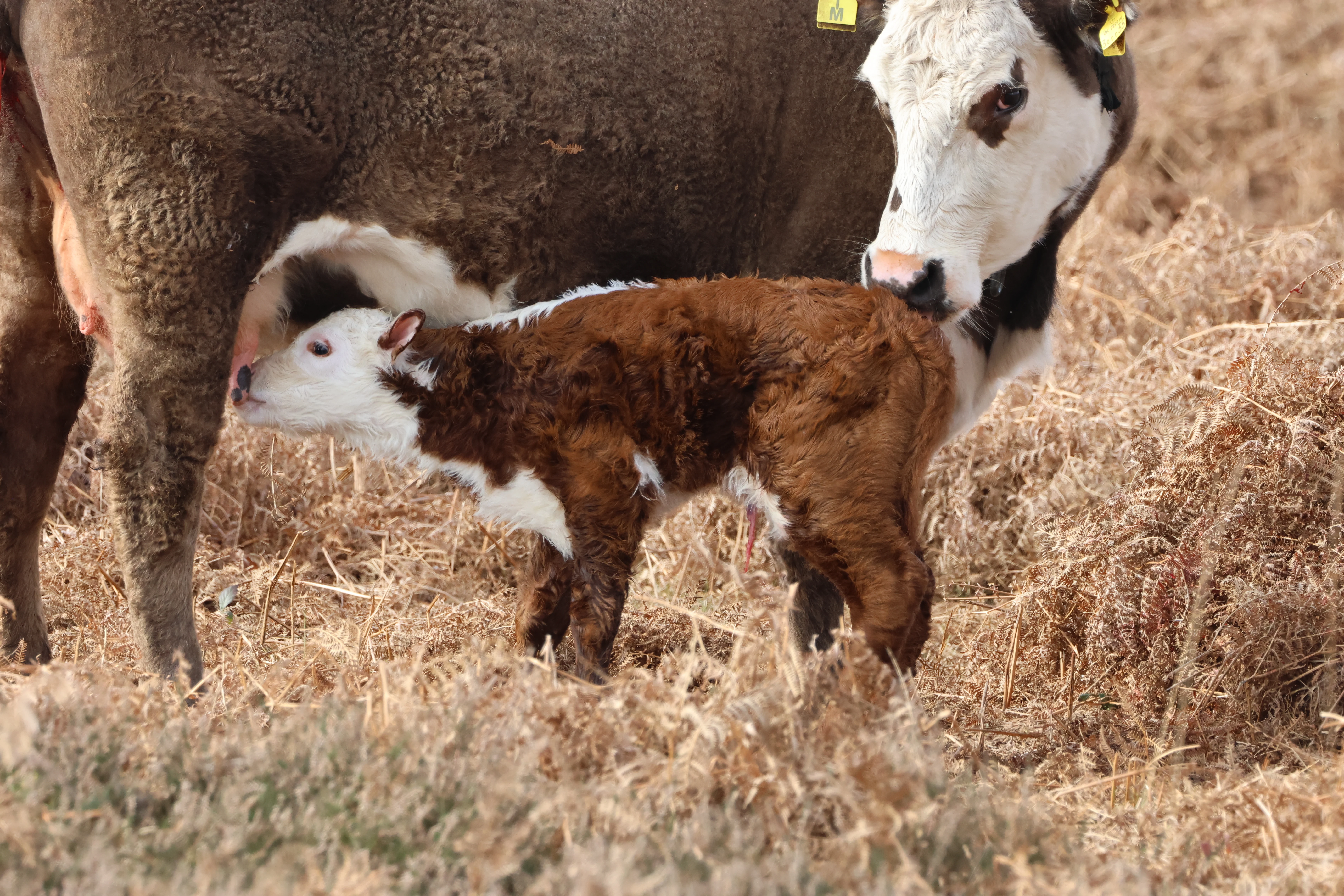 Cow with calf, Beaulieu Road Station, New Forest, UK — photo by Adam Prugel-Bennett