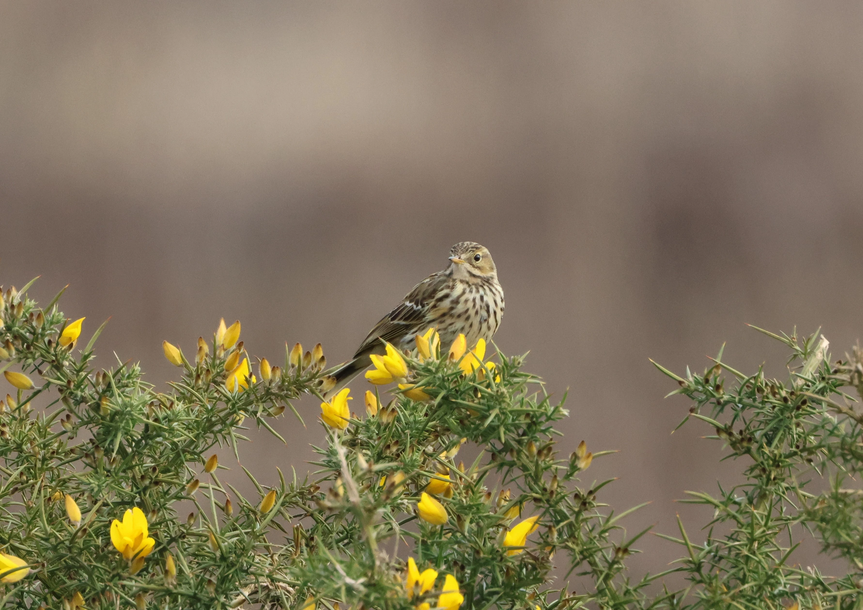 Meadow Pipit, Beaulieu Road Station, New Forest, UK — photo by Adam Prugel-Bennett