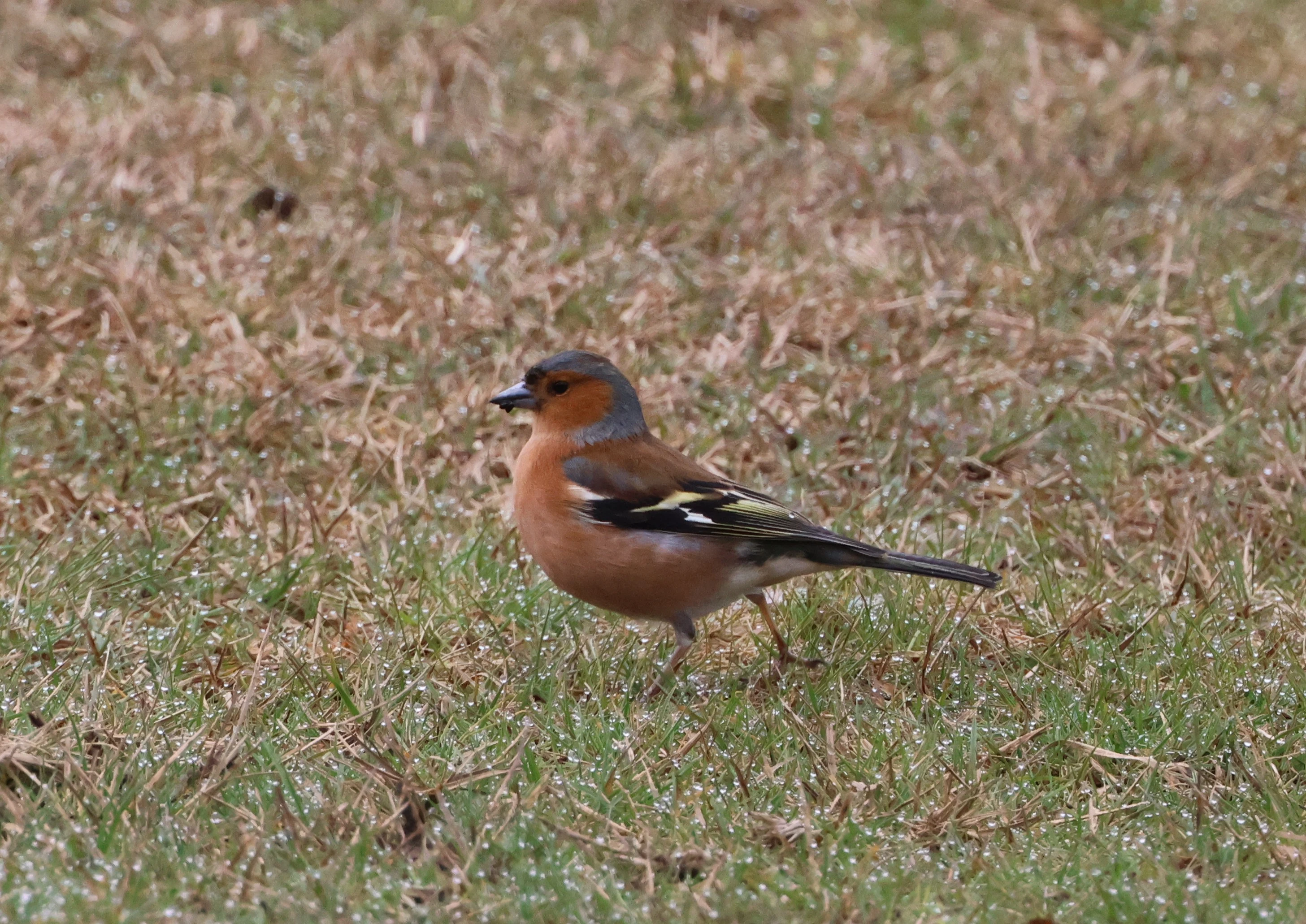 Chaffinch, Beaulieu Road Station, New Forest, UK — photo by Adam Prugel-Bennett