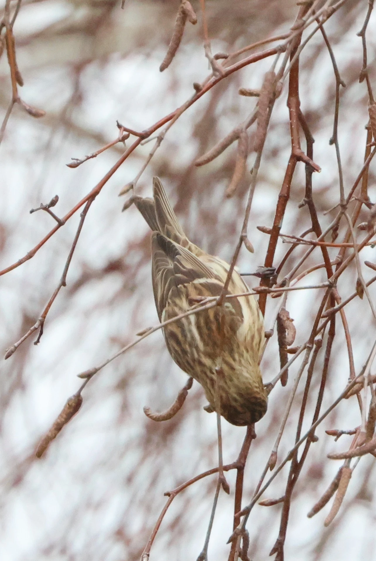 Redpoll, Beaulieu Road Station, New Forest, UK — photo by Adam Prugel-Bennett