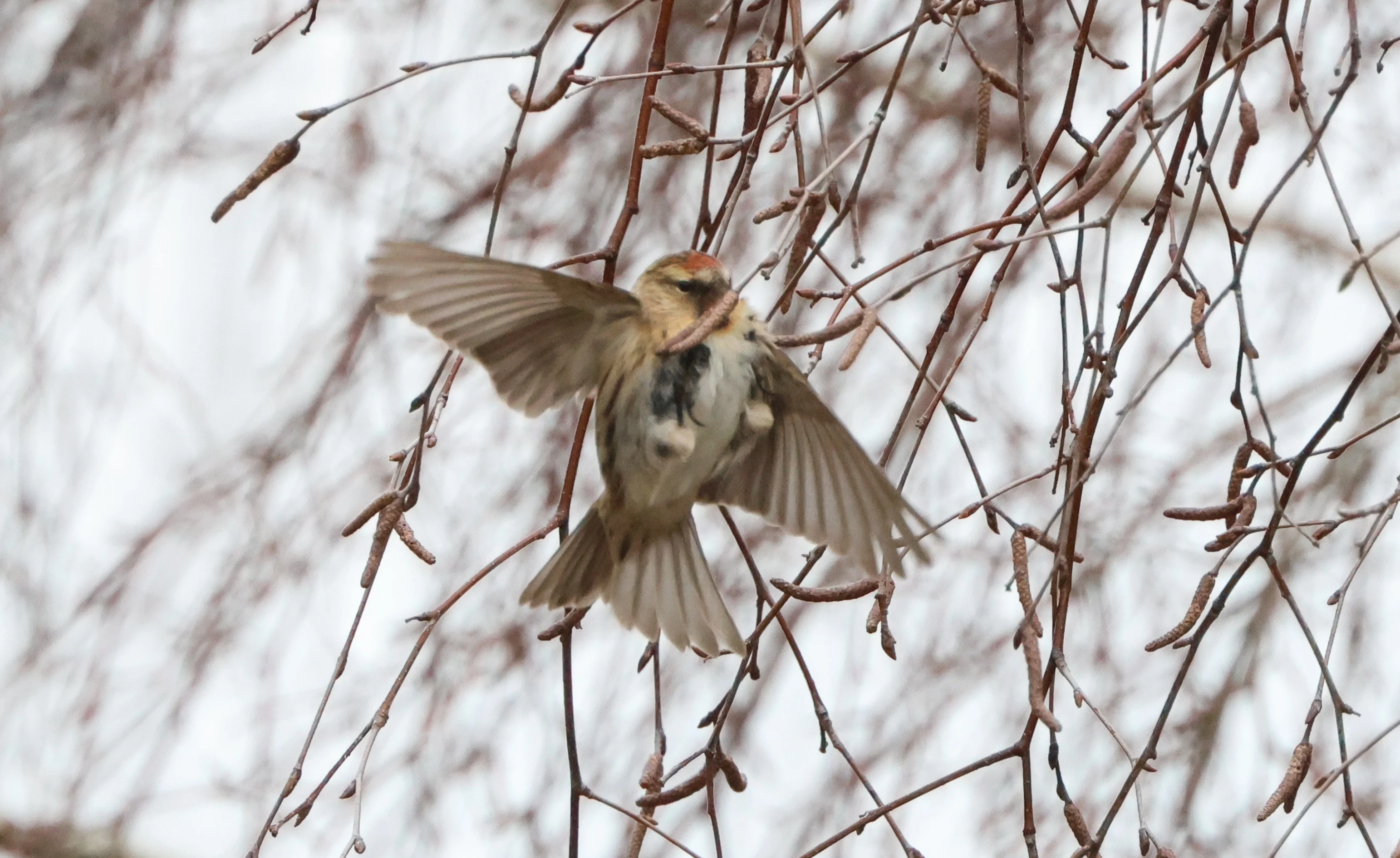 Redpoll, Beaulieu Road Station, New Forest, UK — photo by Adam Prugel-Bennett