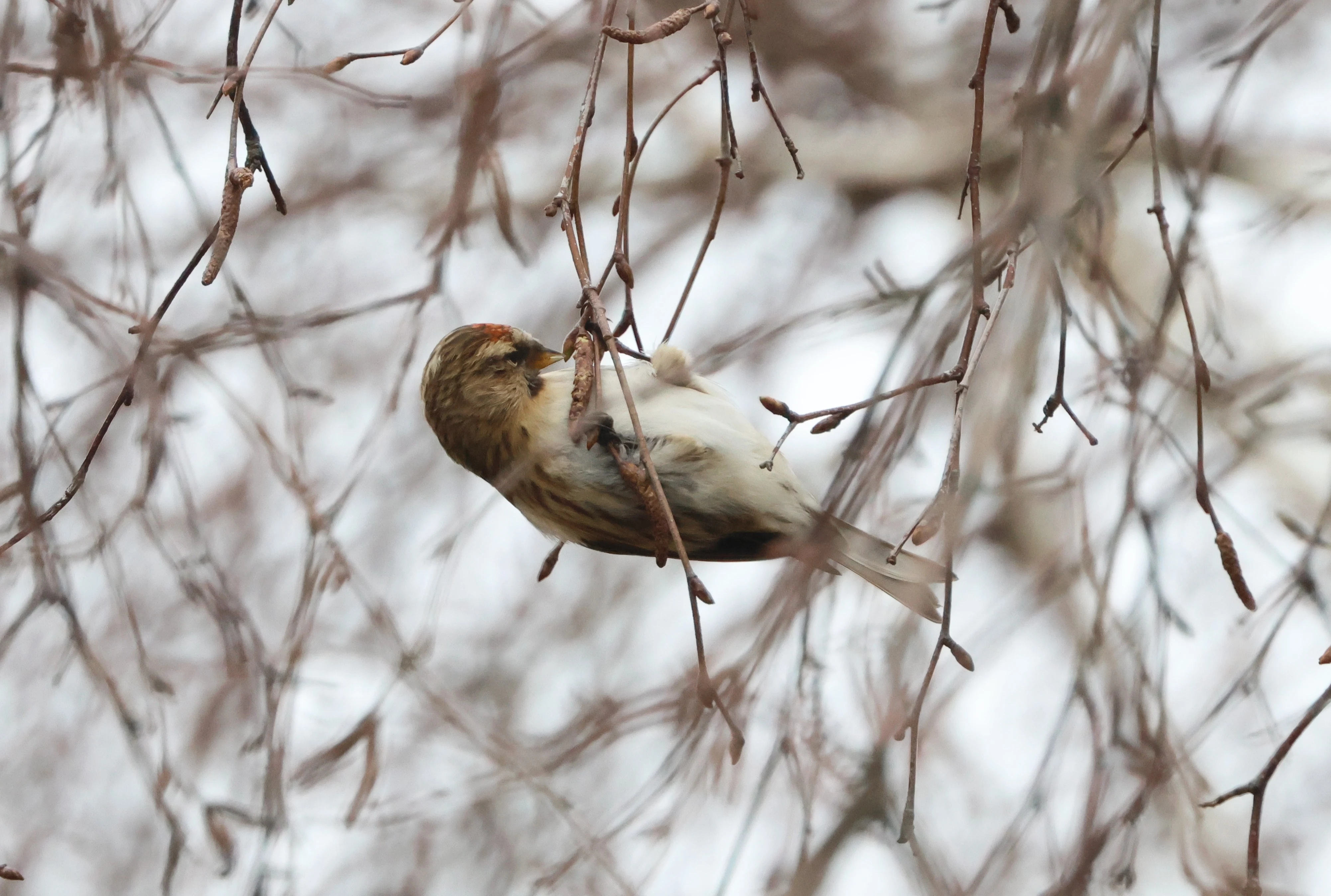 Redpoll, Beaulieu Road Station, New Forest, UK — photo by Adam Prugel-Bennett