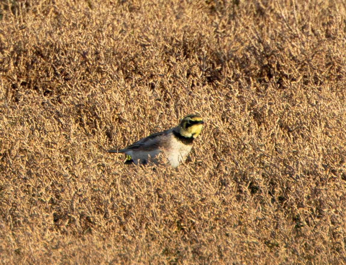 Horned Lark, Flavoland, Netherlands — photo by Adam Prugel-Bennett