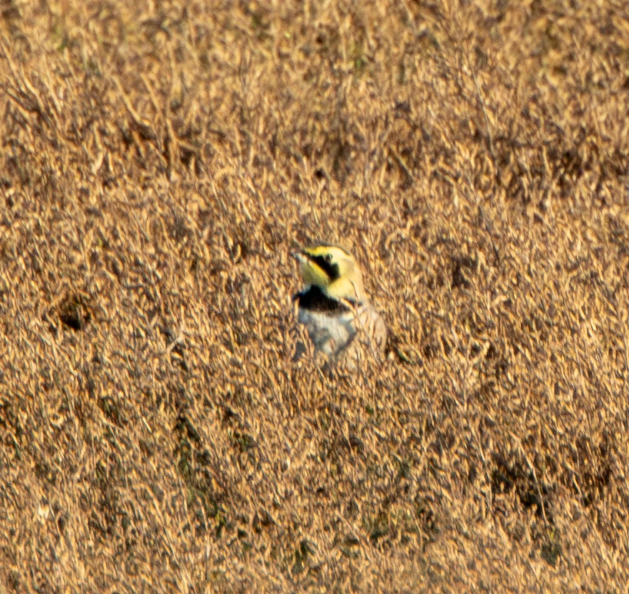 Horned Lark, Flavoland, Netherlands — photo by Adam Prugel-Bennett