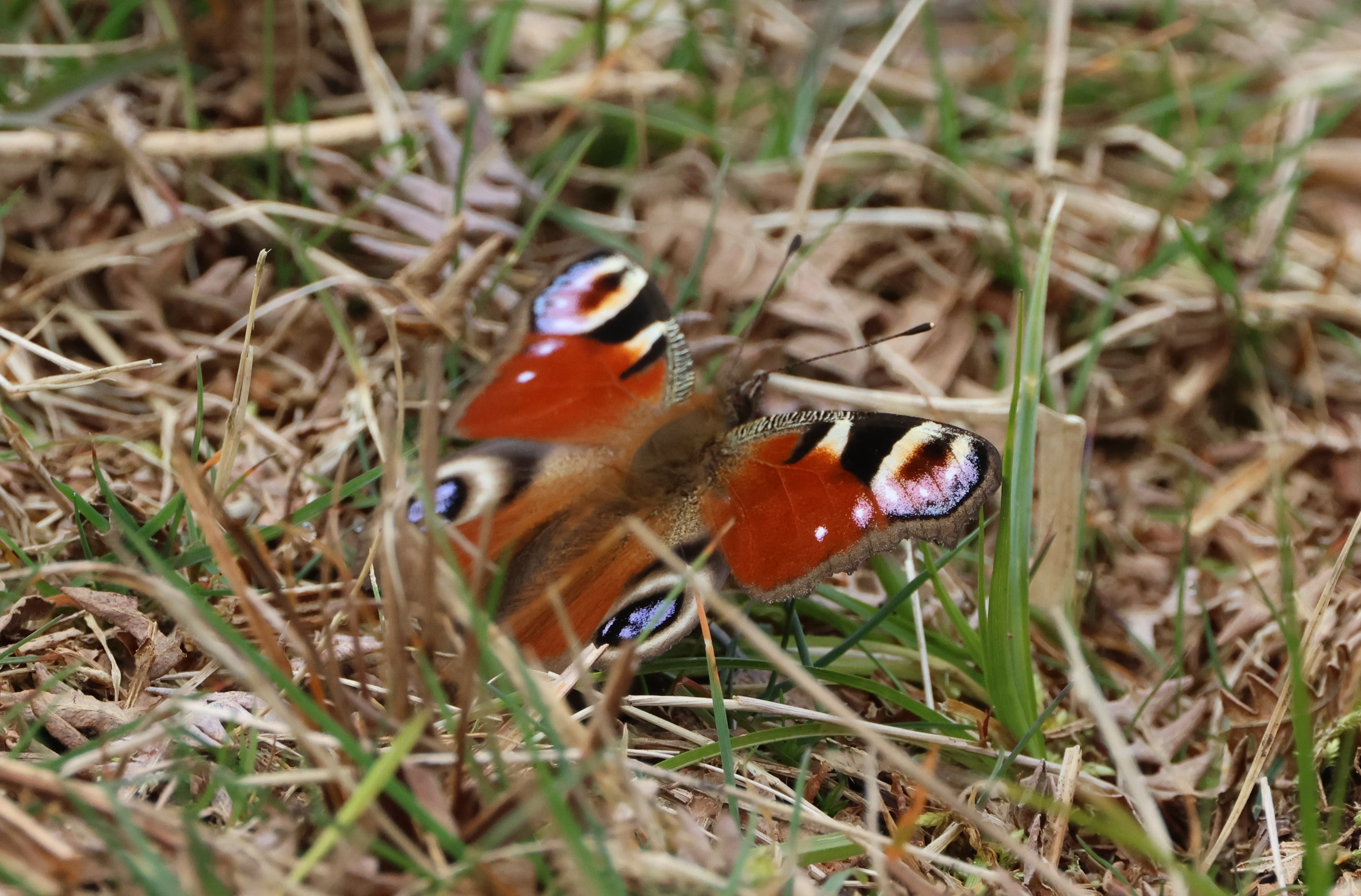 Peacock butterfly, Beaulieu Road Station, New Forest, UK — photo by Adam Prugel-Bennett