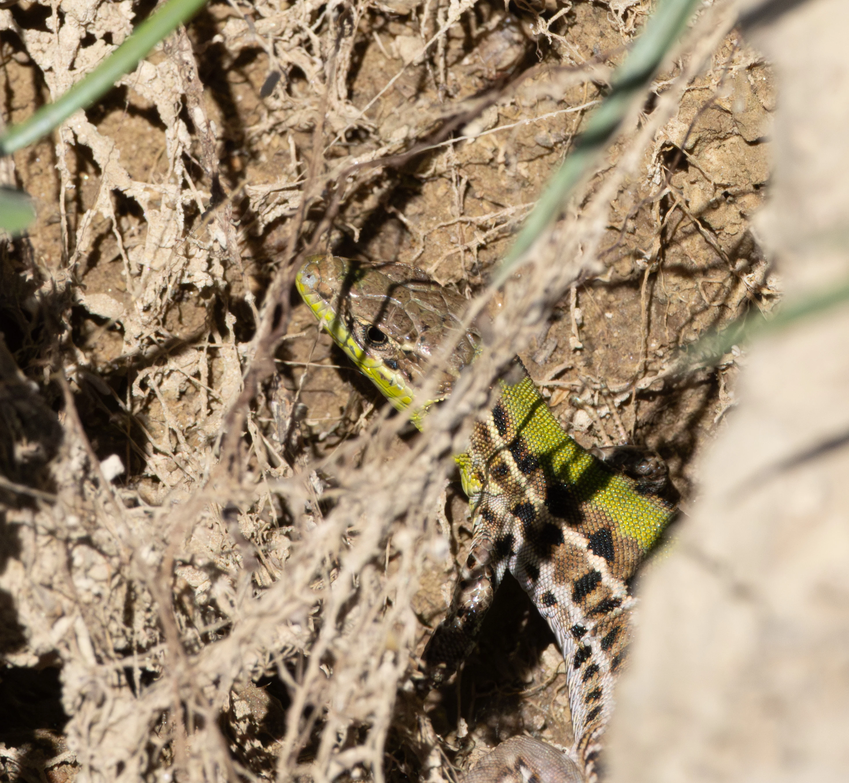 Western Green Lizard, Dobuja, Romania — photo by Adam Prugel-Bennett