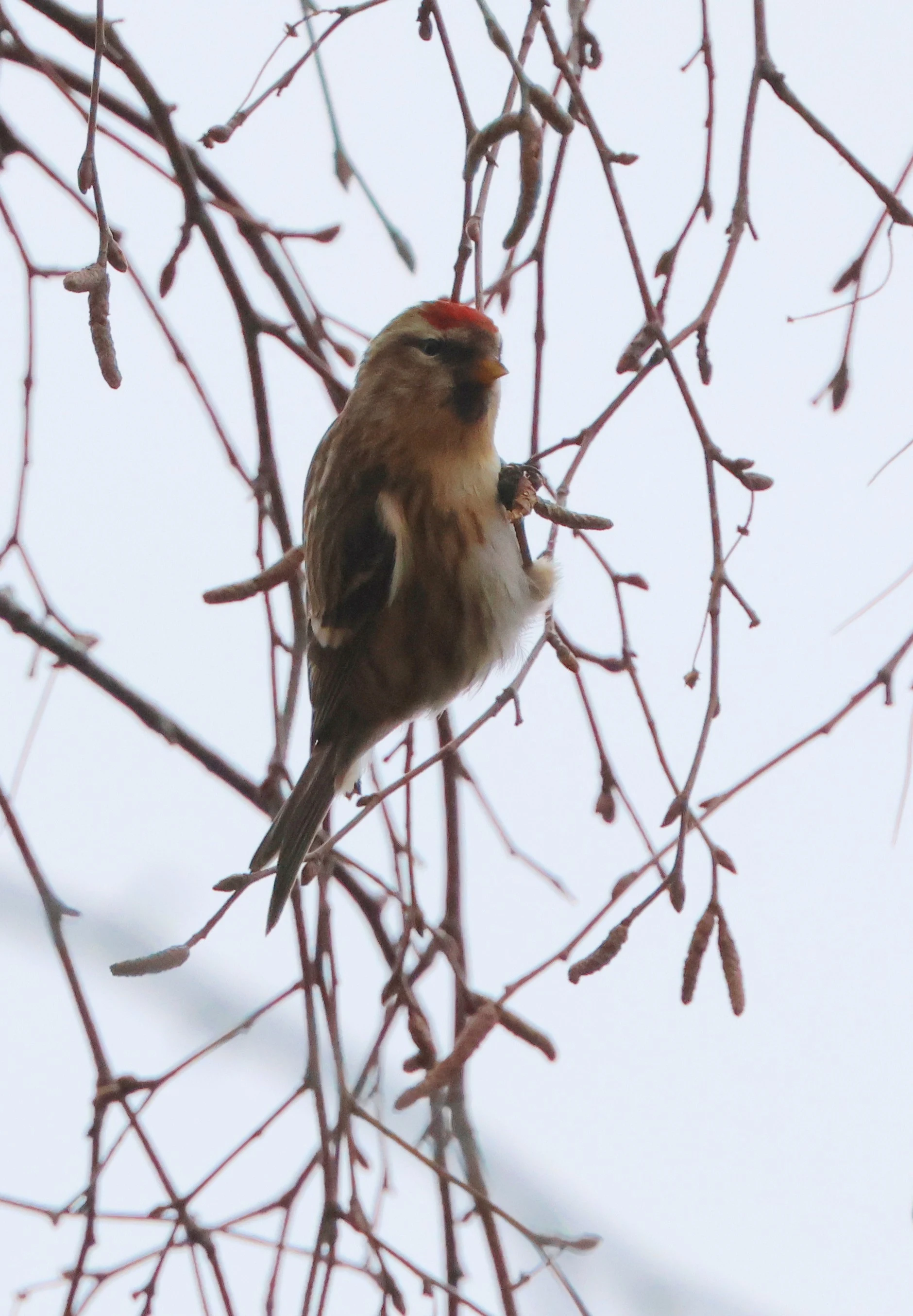 Redpoll, Beaulieu Road Station, New Forest, UK — photo by Adam Prugel-Bennett