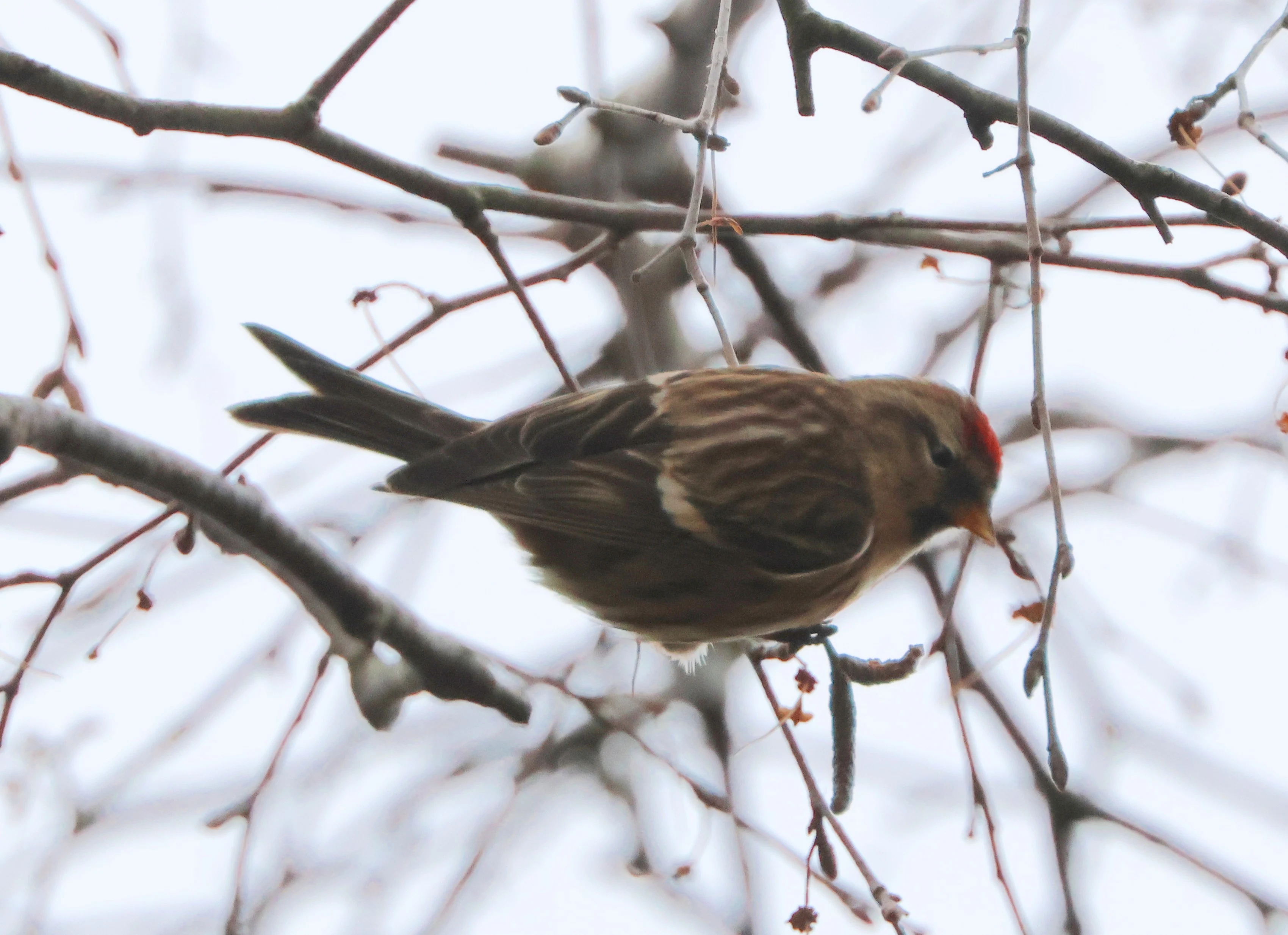 Redpoll, Beaulieu Road Station, New Forest, UK — photo by Adam Prugel-Bennett