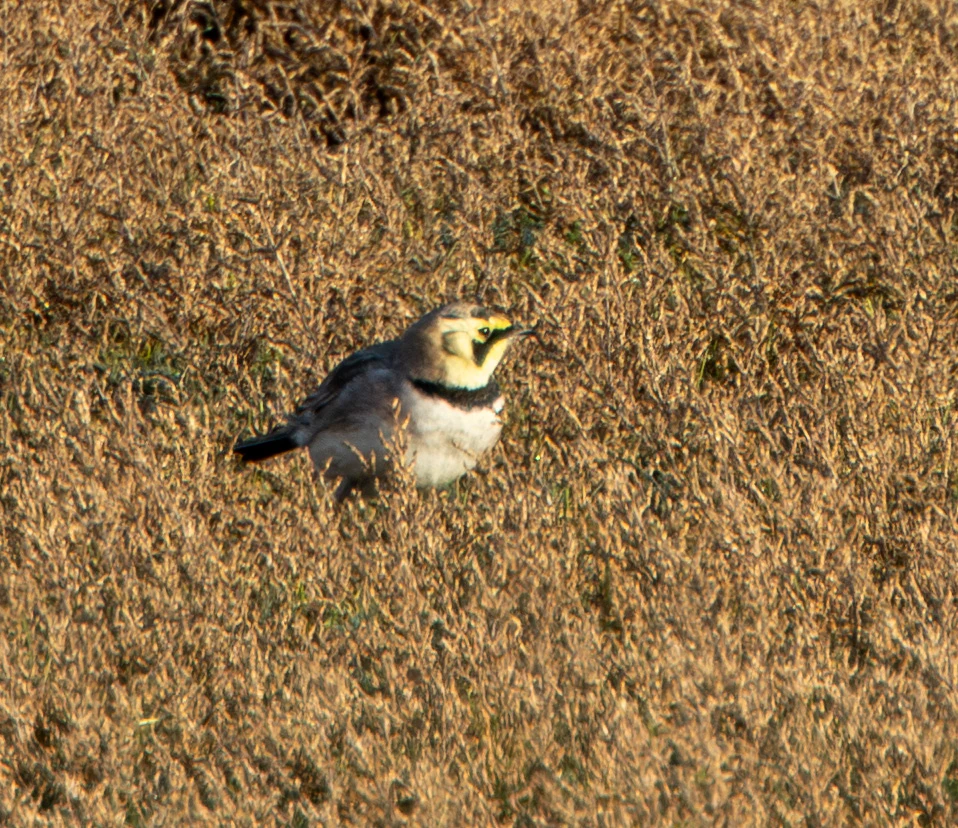 Horned Lark, Flavoland, Netherlands — photo by Adam Prugel-Bennett