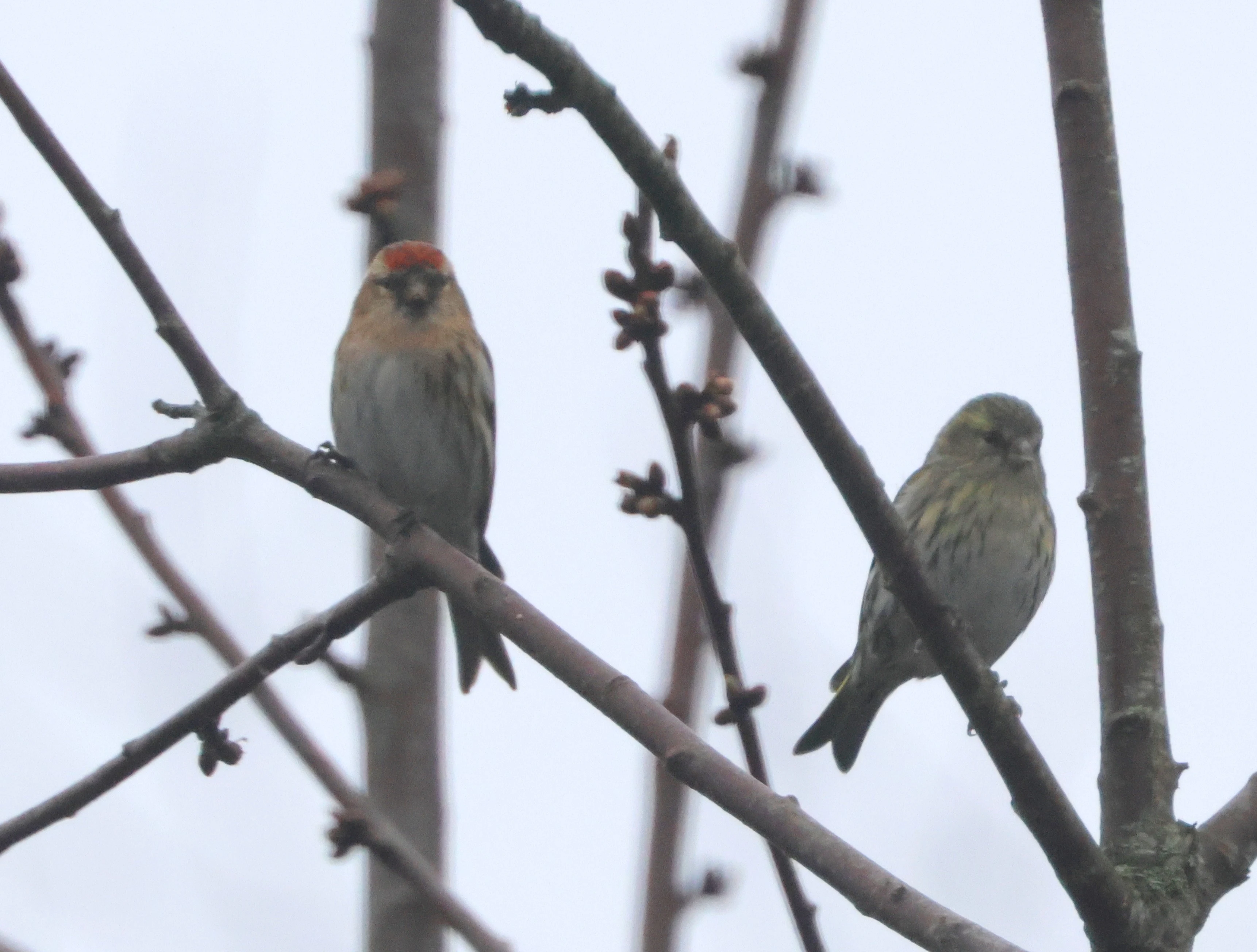 Redpoll in garden, Garden, Totton, New Forest, UK — photo by Adam Prugel-Bennett